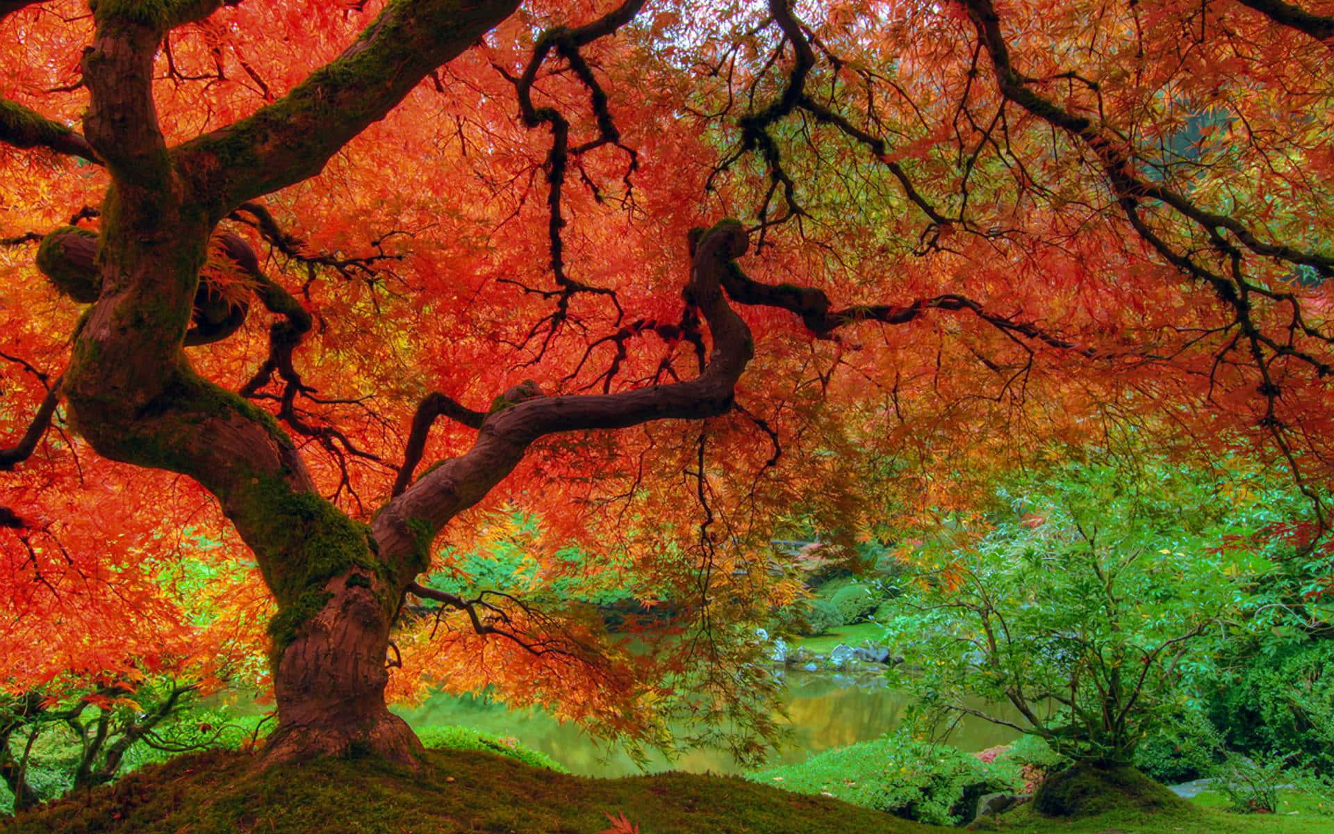 Vibrant Fall Colors in a Serene Forest