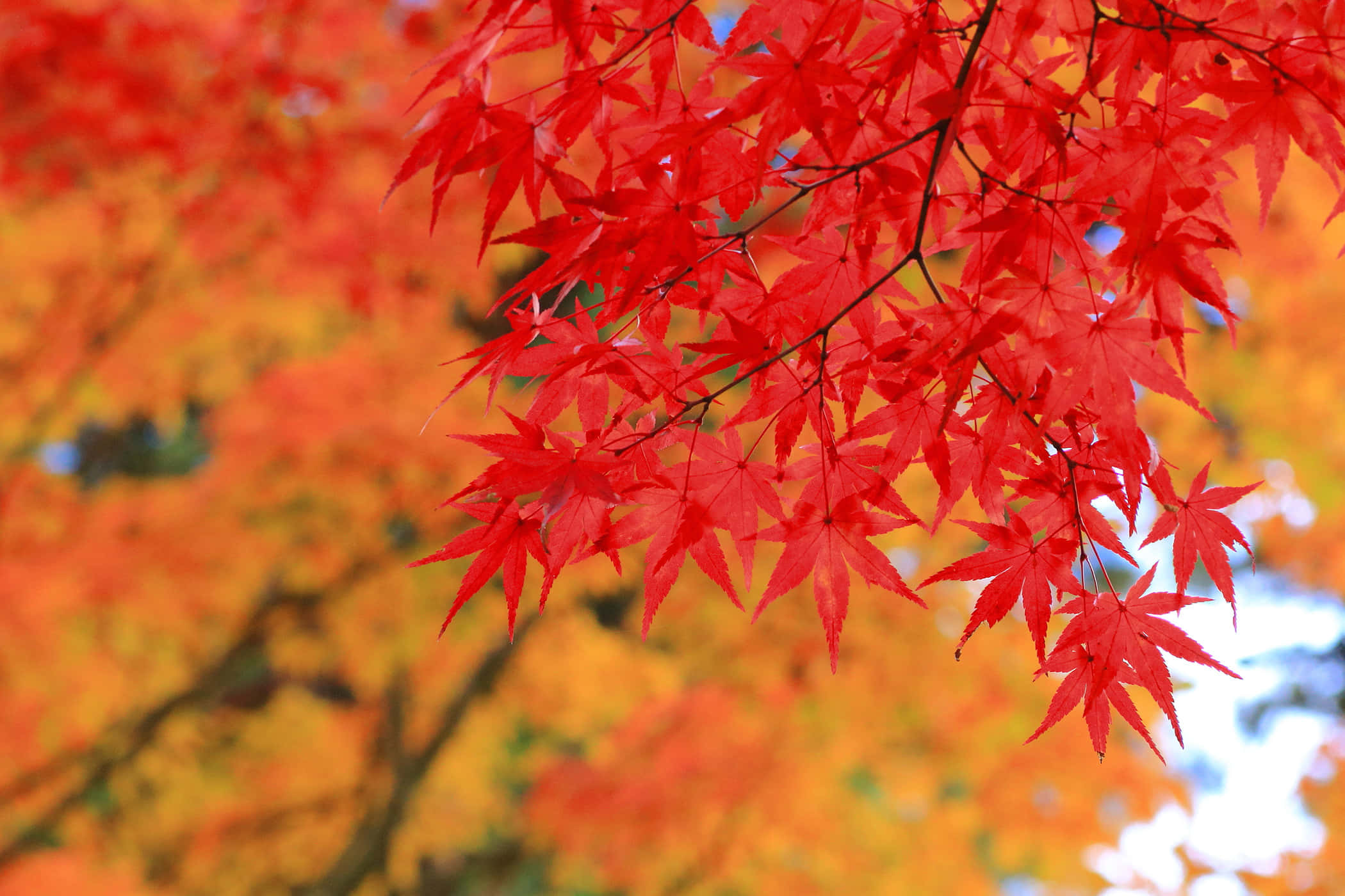 Herbstfarben2100 X 1400 Hintergrund