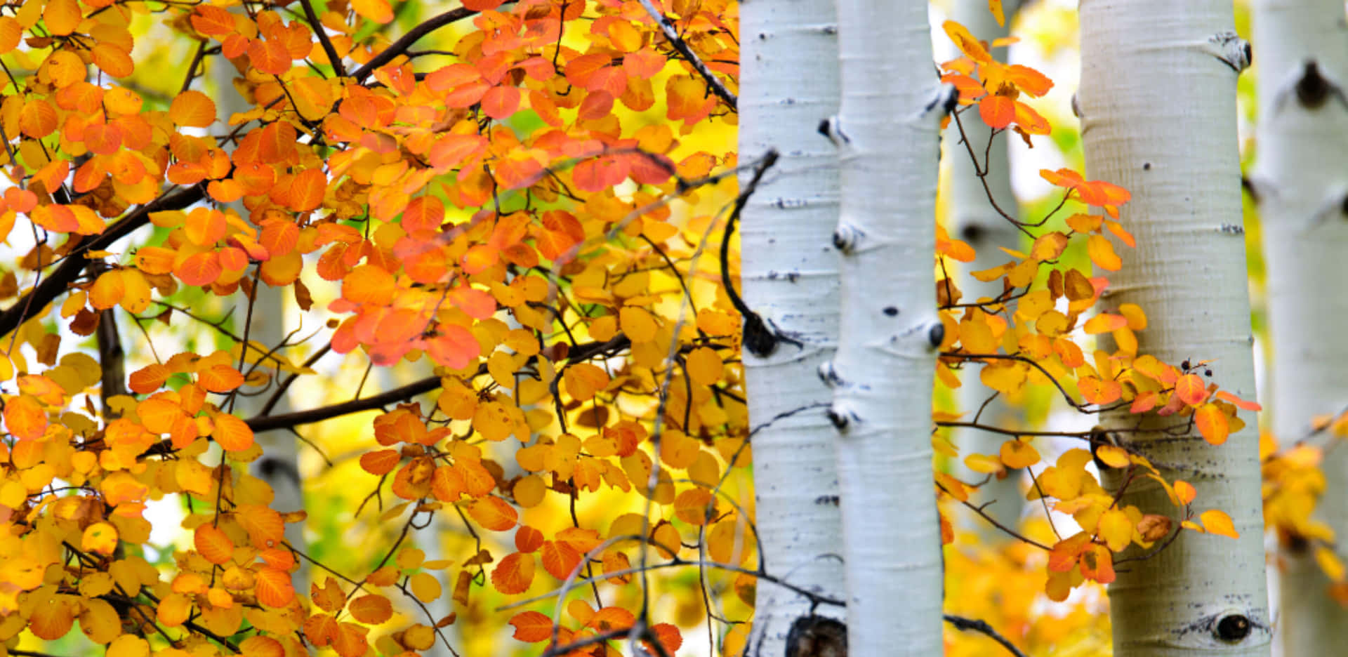 Vibrant Fall Colors in a Serene Landscape