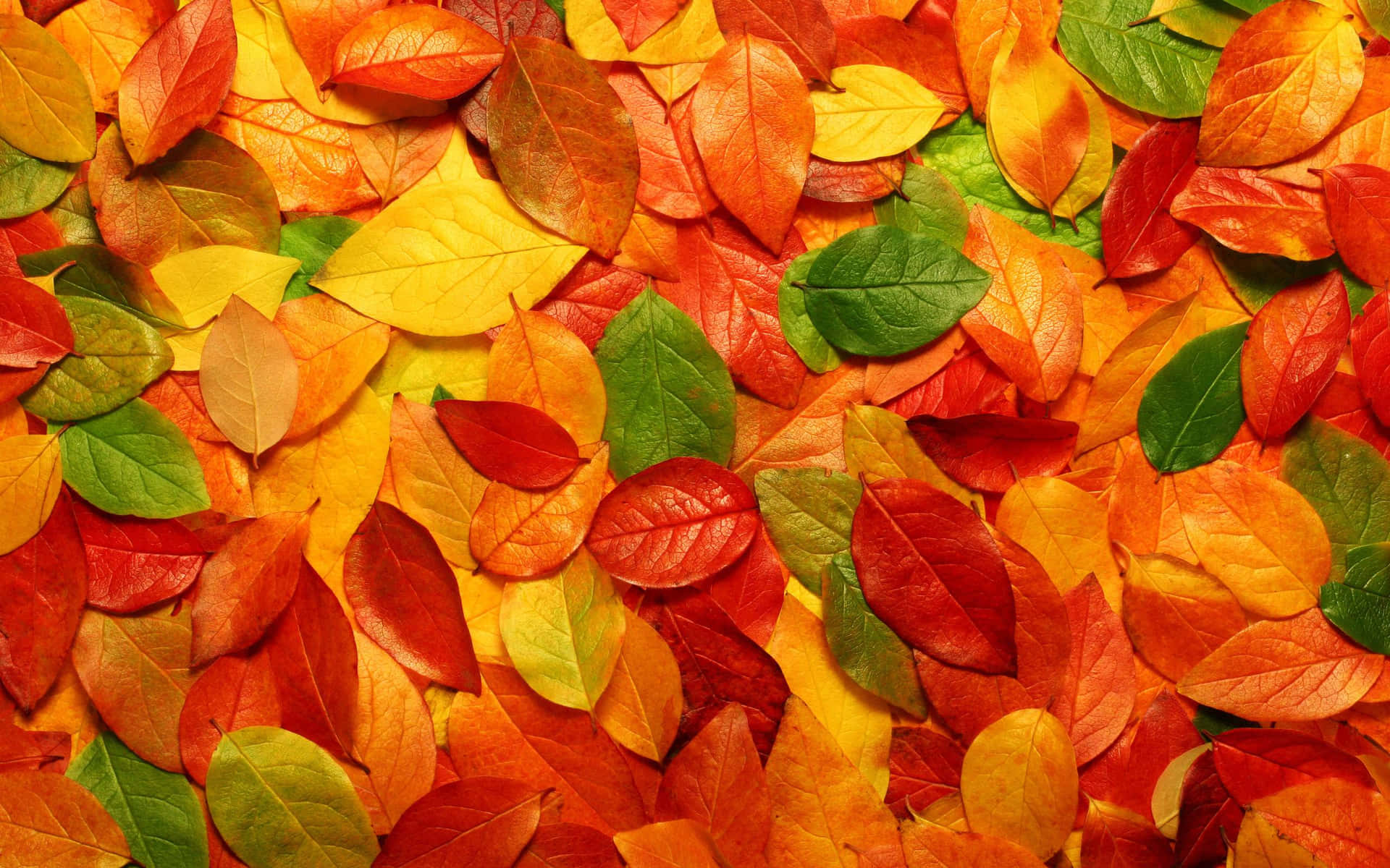 Herbstfarben2560 X 1600 Hintergrund
