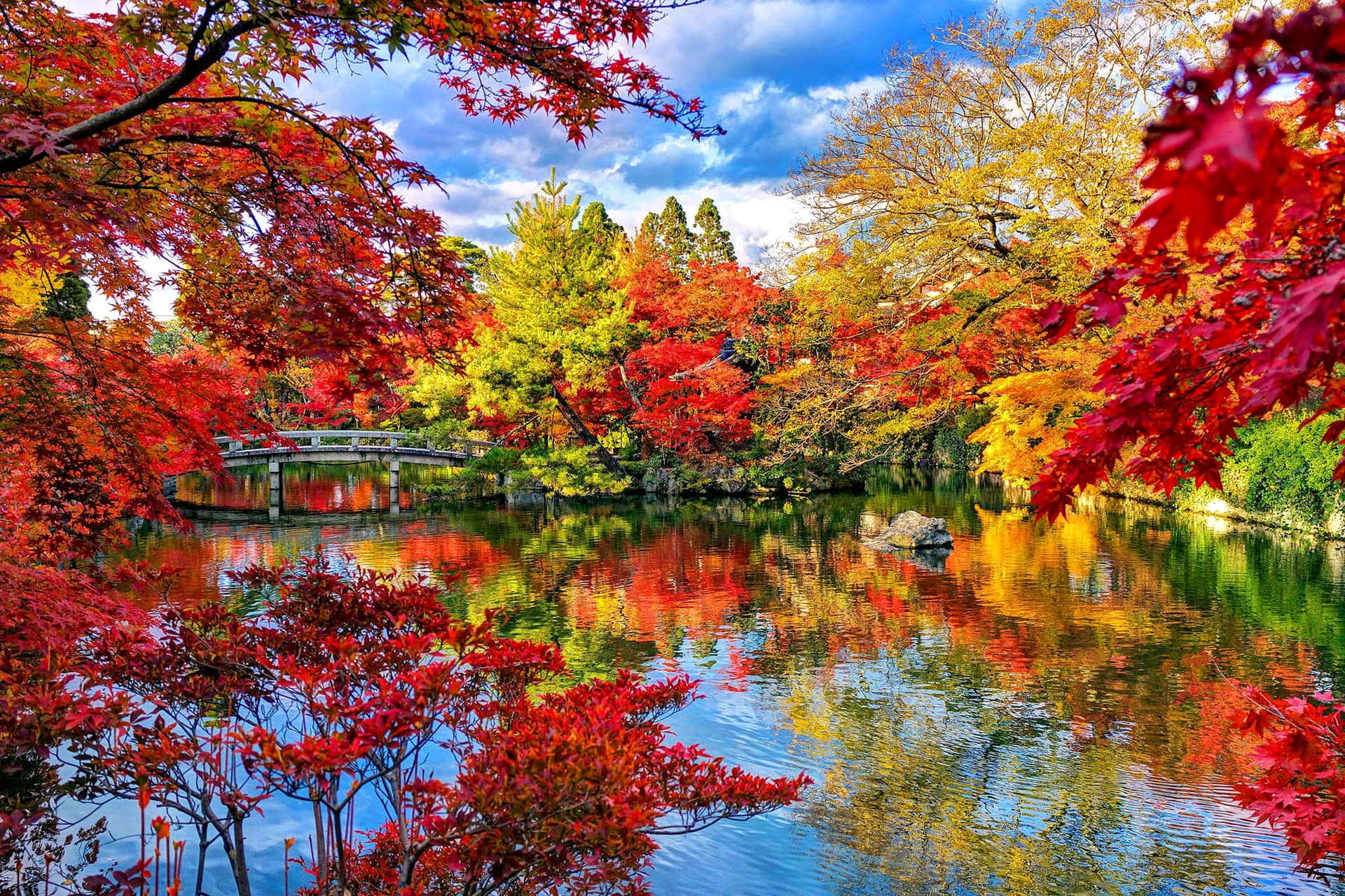 Nyd den fantastiske skønhed af efterårsfarver, mens blade falder fra træerne. Wallpaper