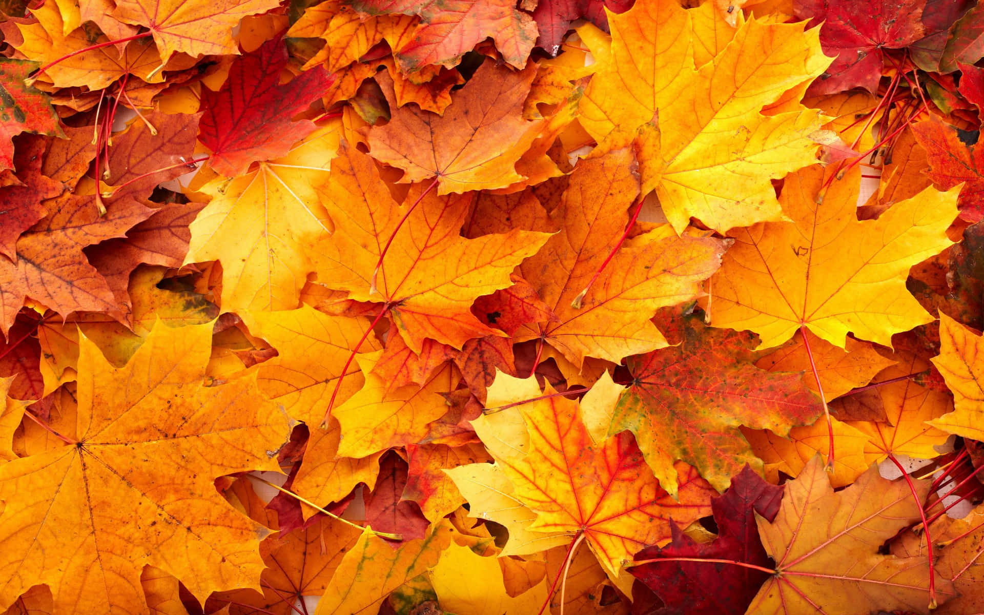 Fall Colors Leaves On Ground Wallpaper