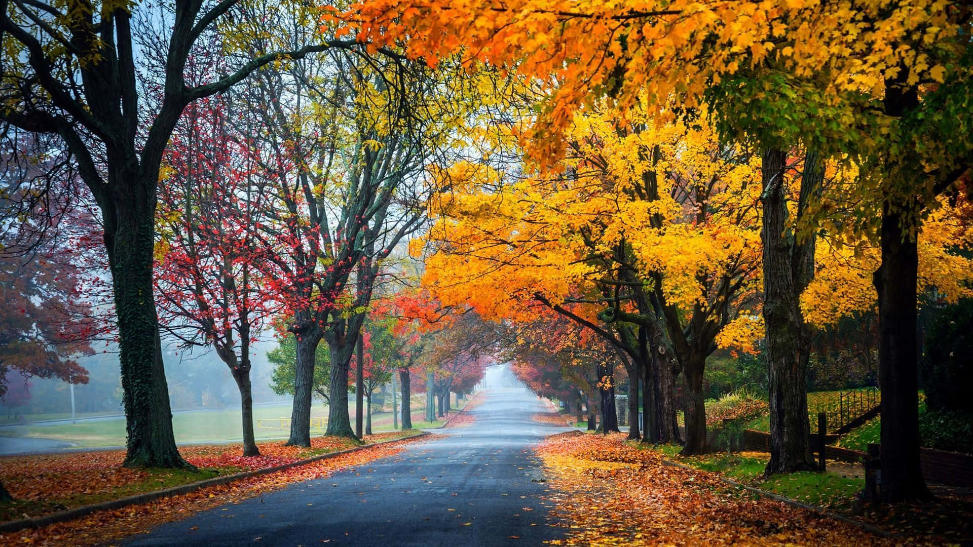 Beautiful Fall Colors in the Park Wallpaper