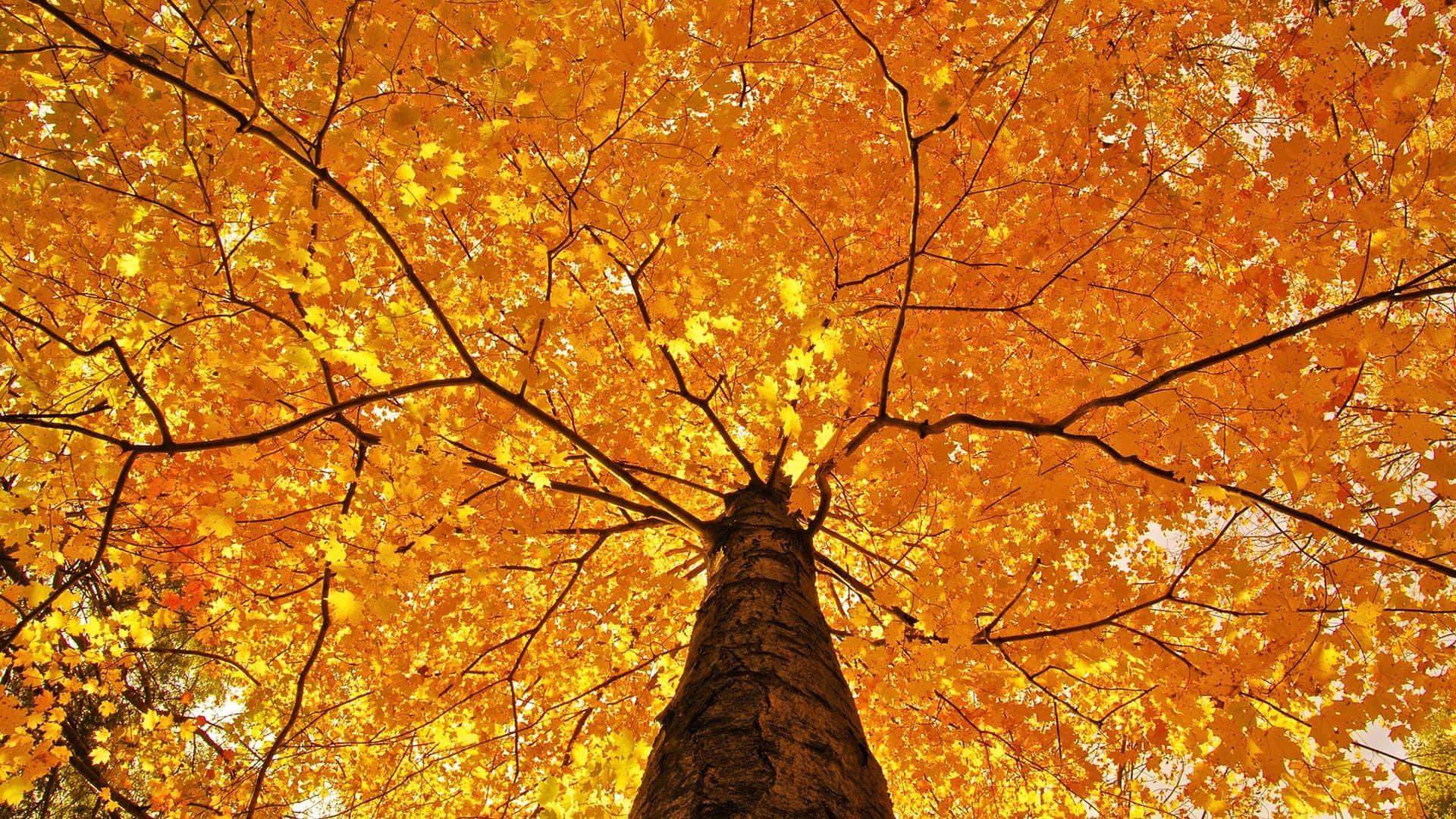 En sti gennem et omfang af efterårsfarver Wallpaper