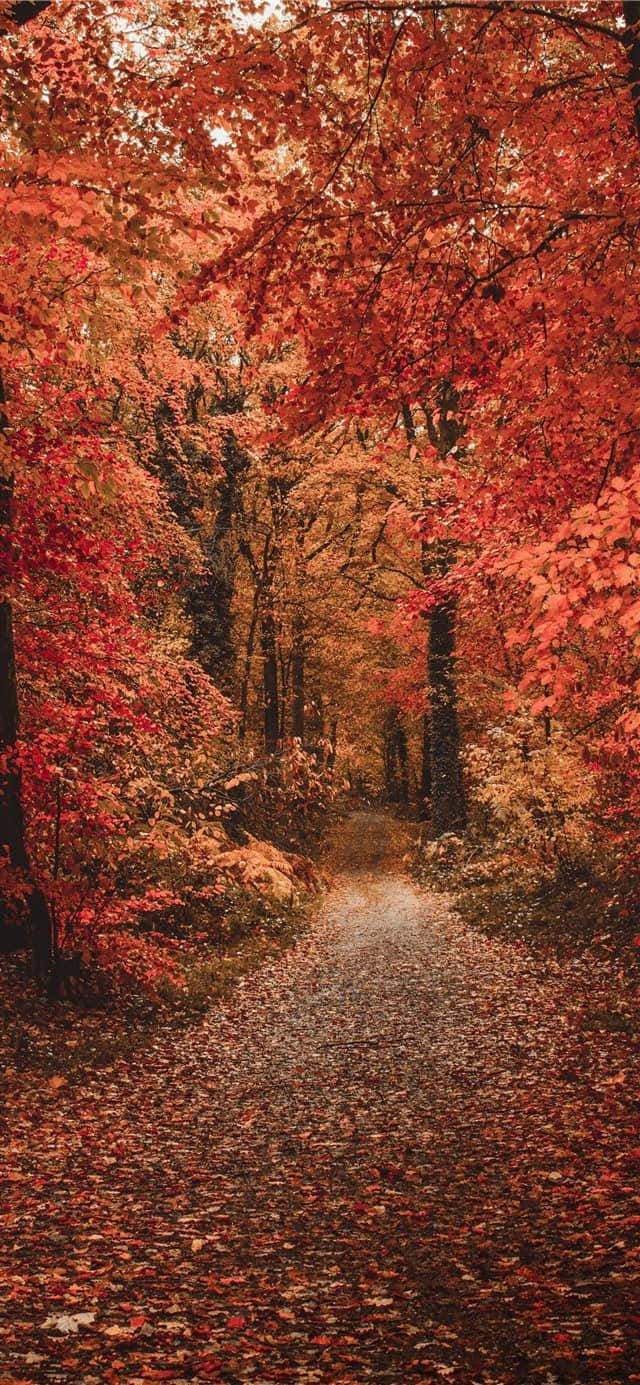 A Red Path In The Forest With Leaves Wallpaper