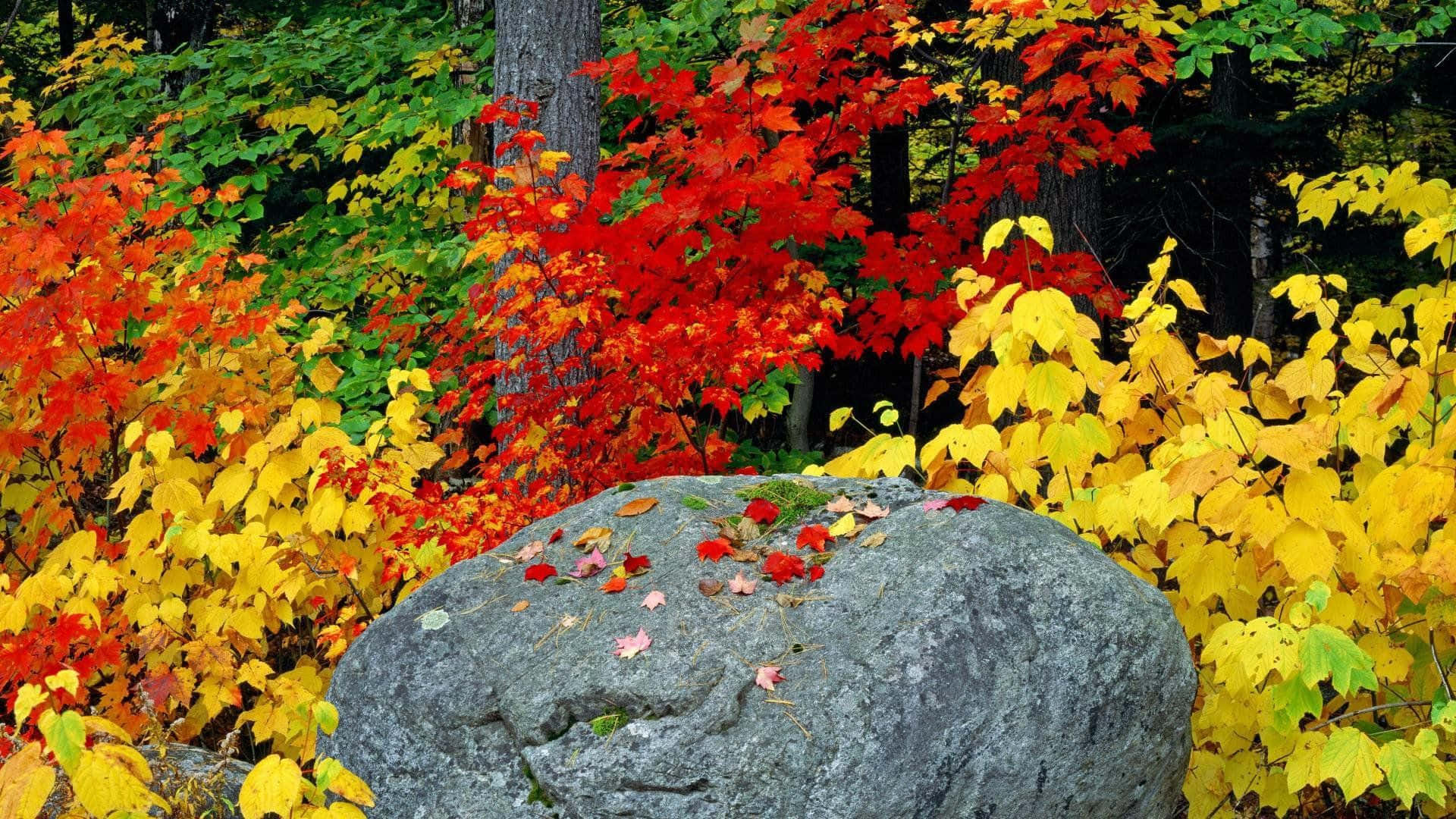 Einatemberaubender Blick Auf Die Herbstliche Landschaft Wallpaper