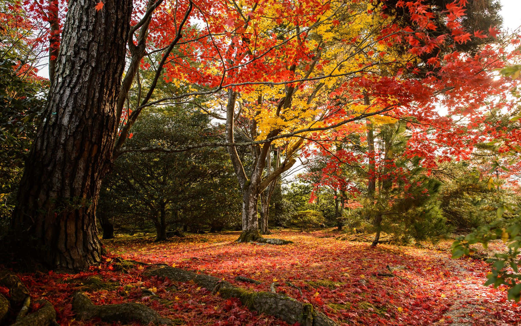 Tag dig selv i skønheden af ​​efteråret med denne farverige efterårslandskab Wallpaper