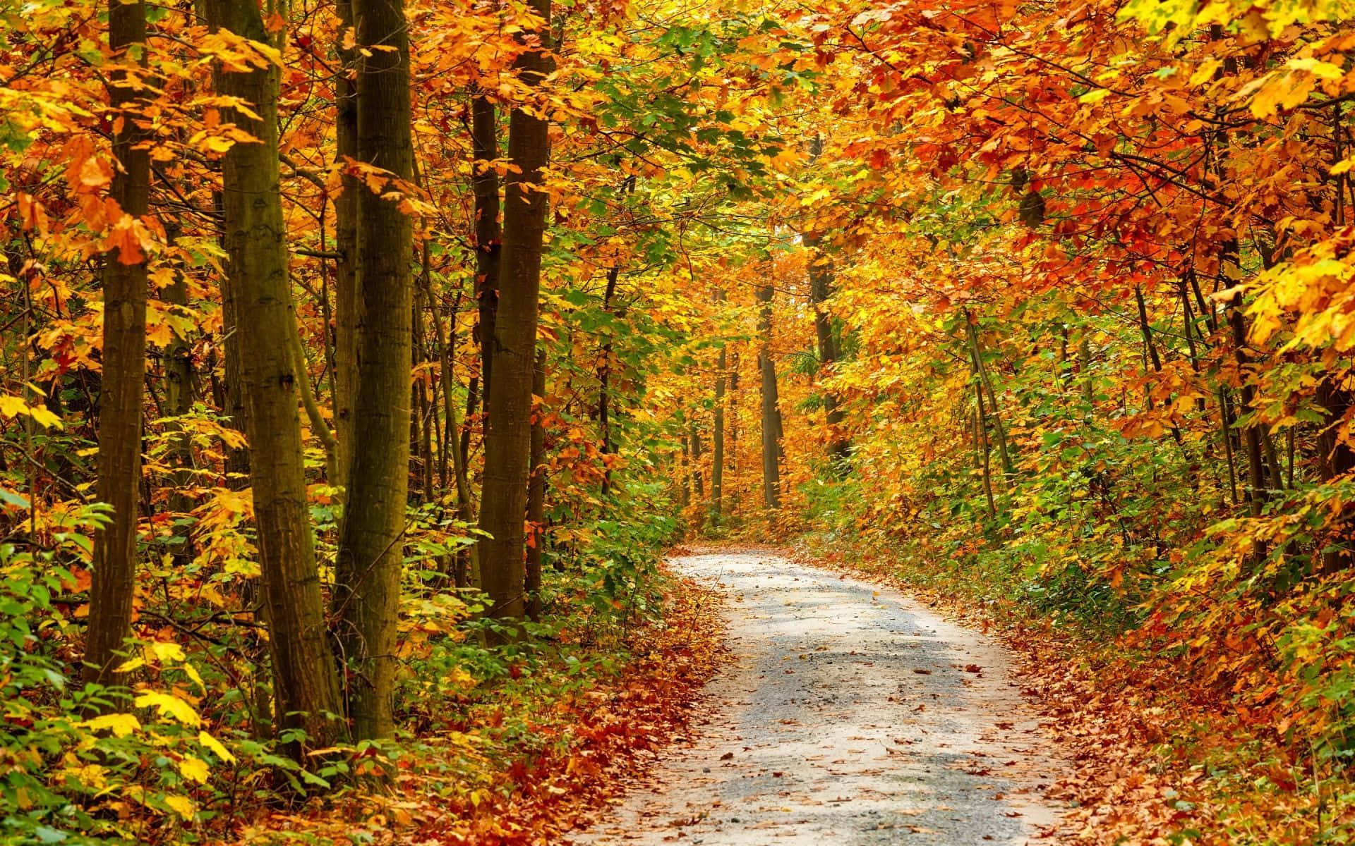 En vej lined med lyst farvede træer i efteråret Wallpaper
