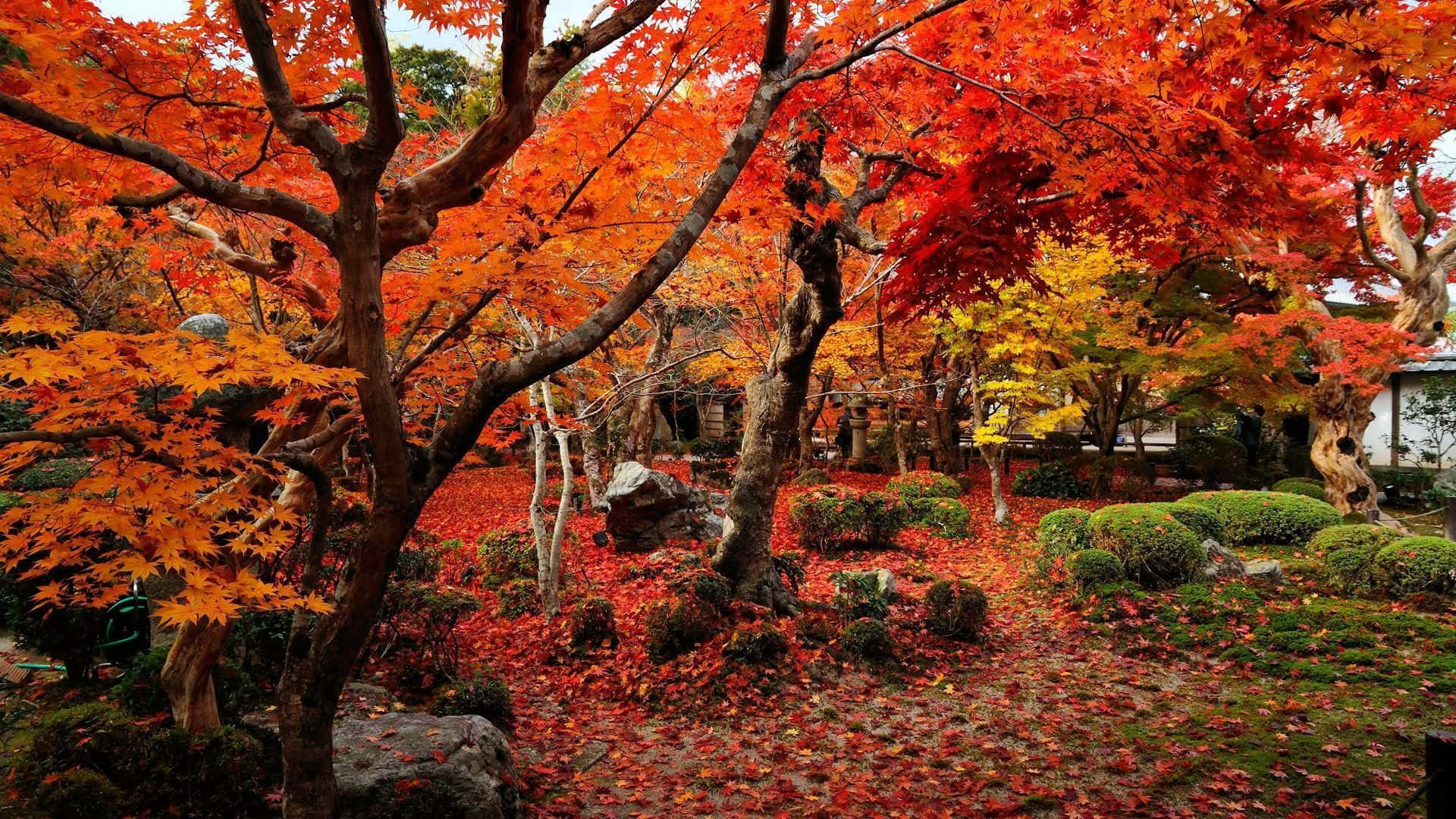 Embrace the beauty of nature in brilliant fall colors. Wallpaper