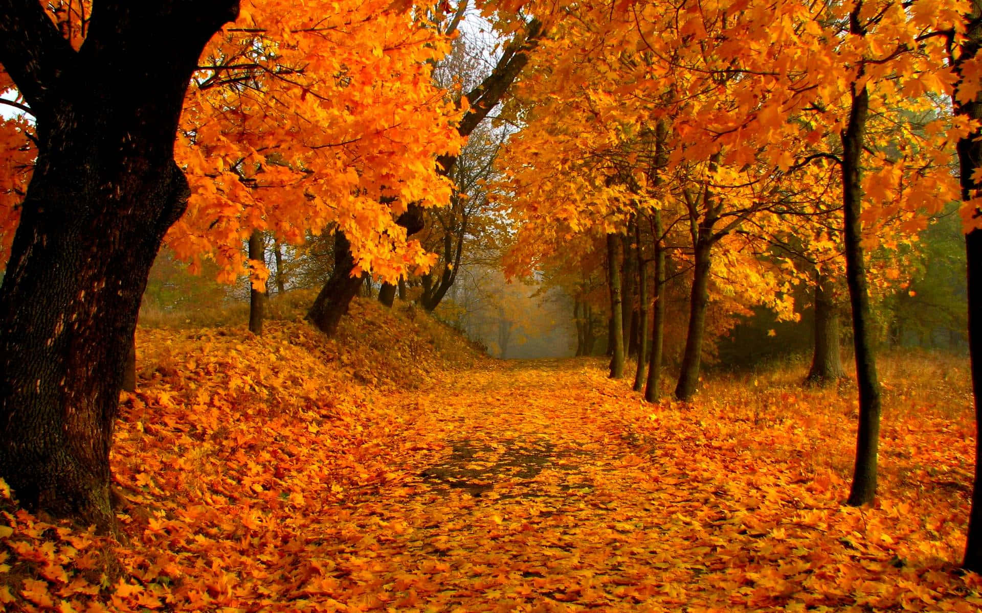 Autumn Serenity: A color cascade in the forest Wallpaper