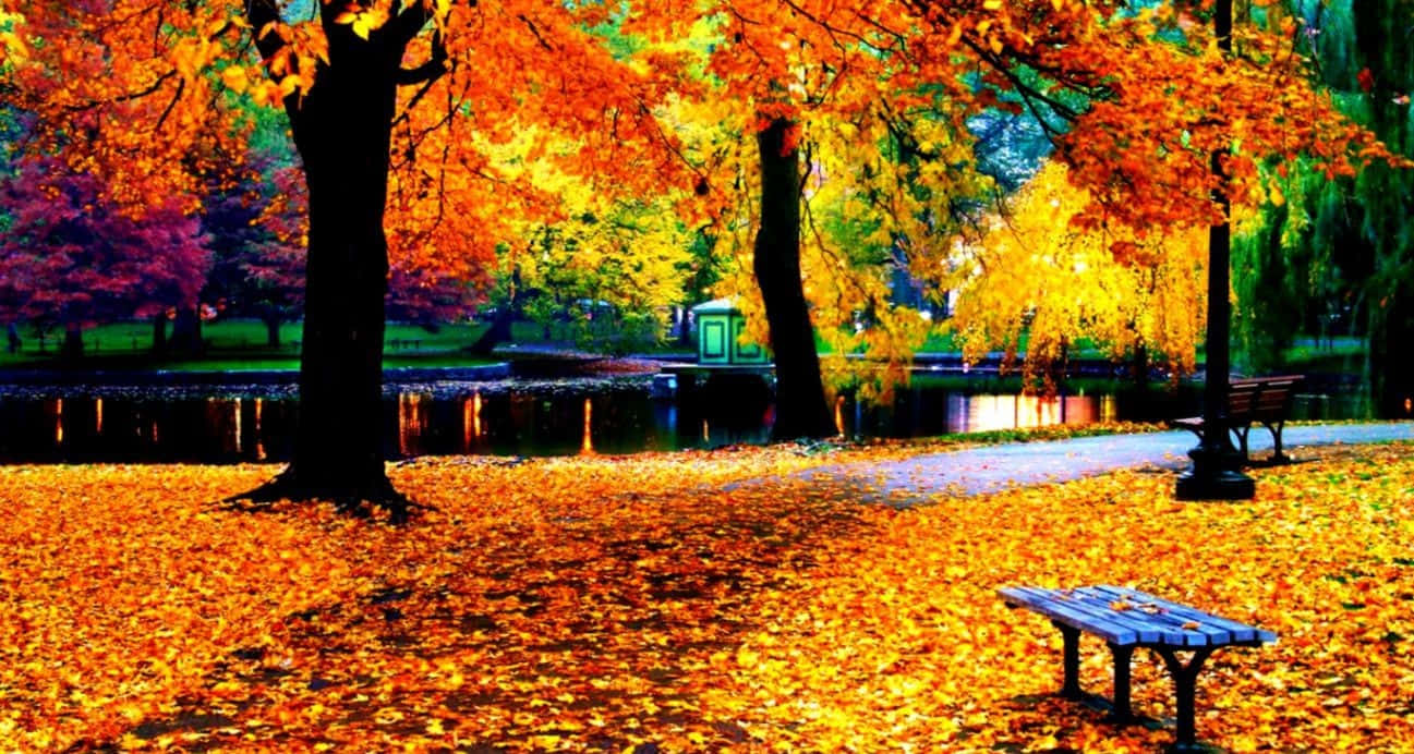 "The beauty of autumn is on full display with the colorful red and yellow leaves." Wallpaper