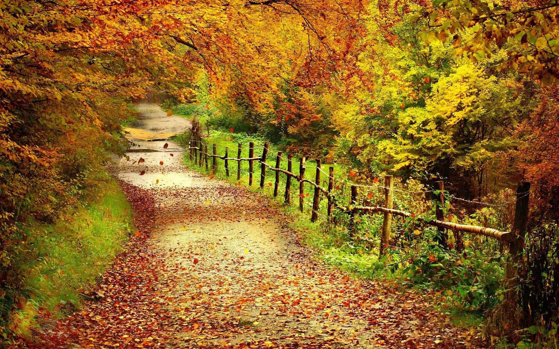 a path with leaves and trees in the background Wallpaper