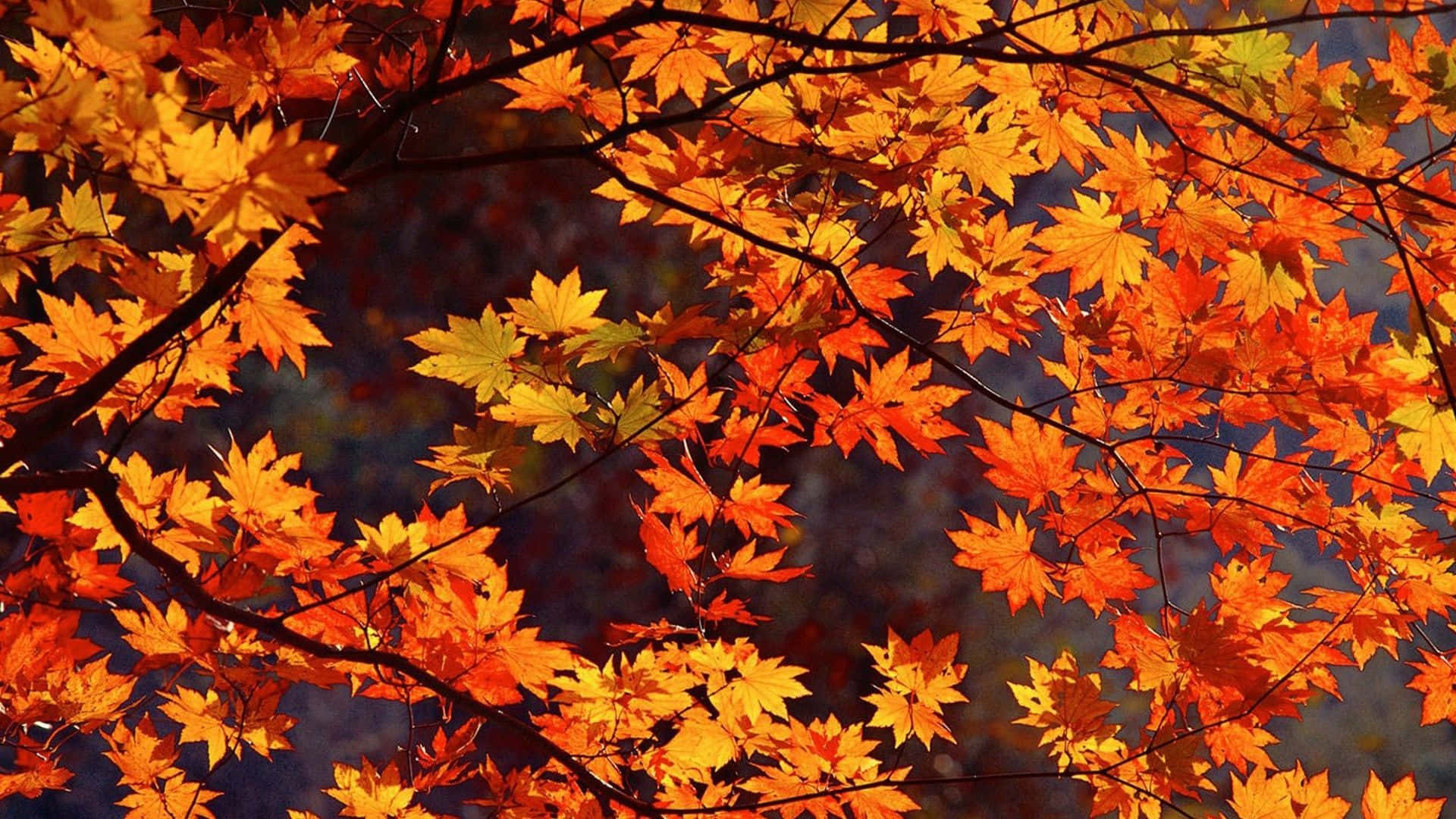 Maple Leaves Fall Computer Background