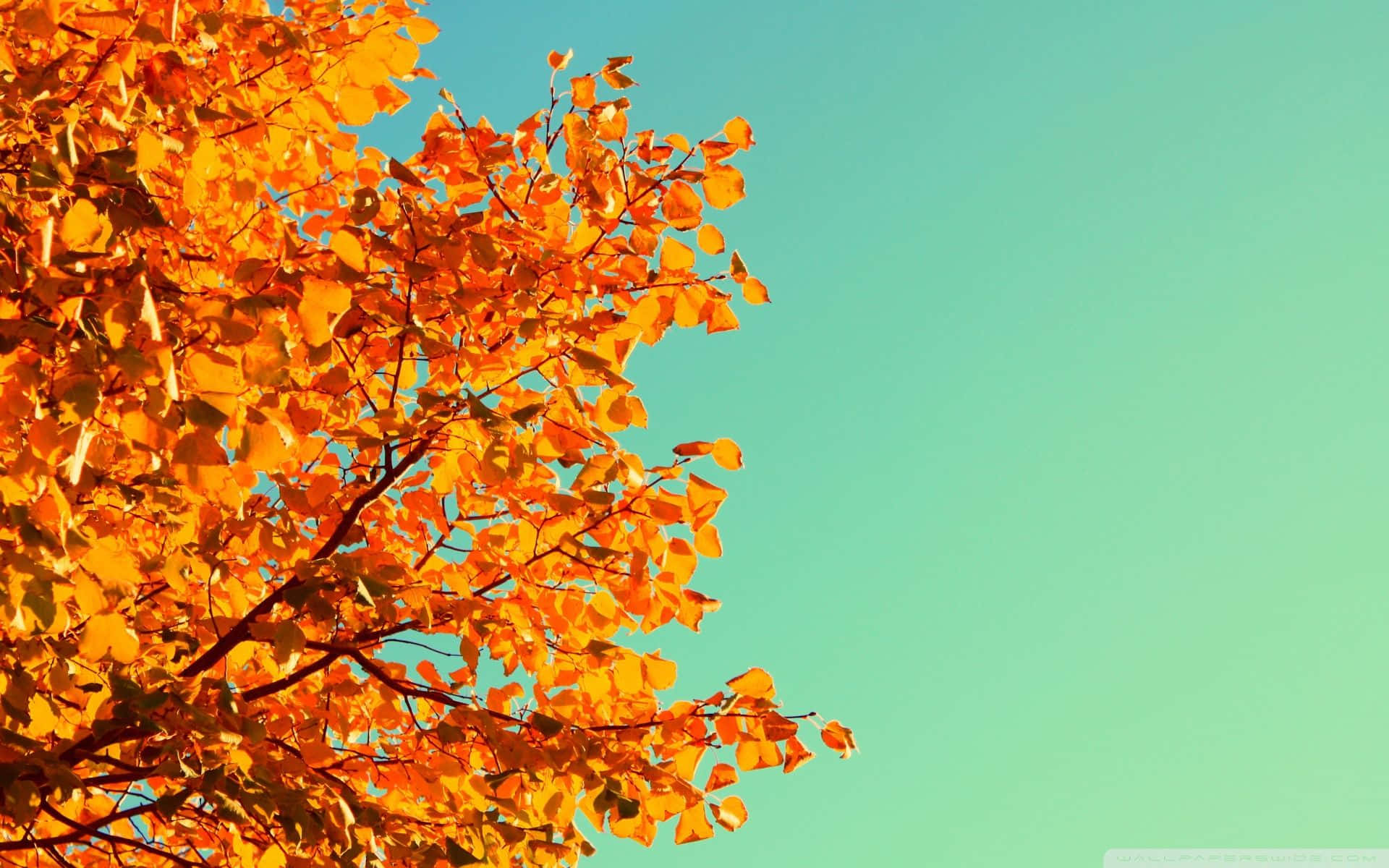 Tree Leaves Against Sky Fall Computer Background