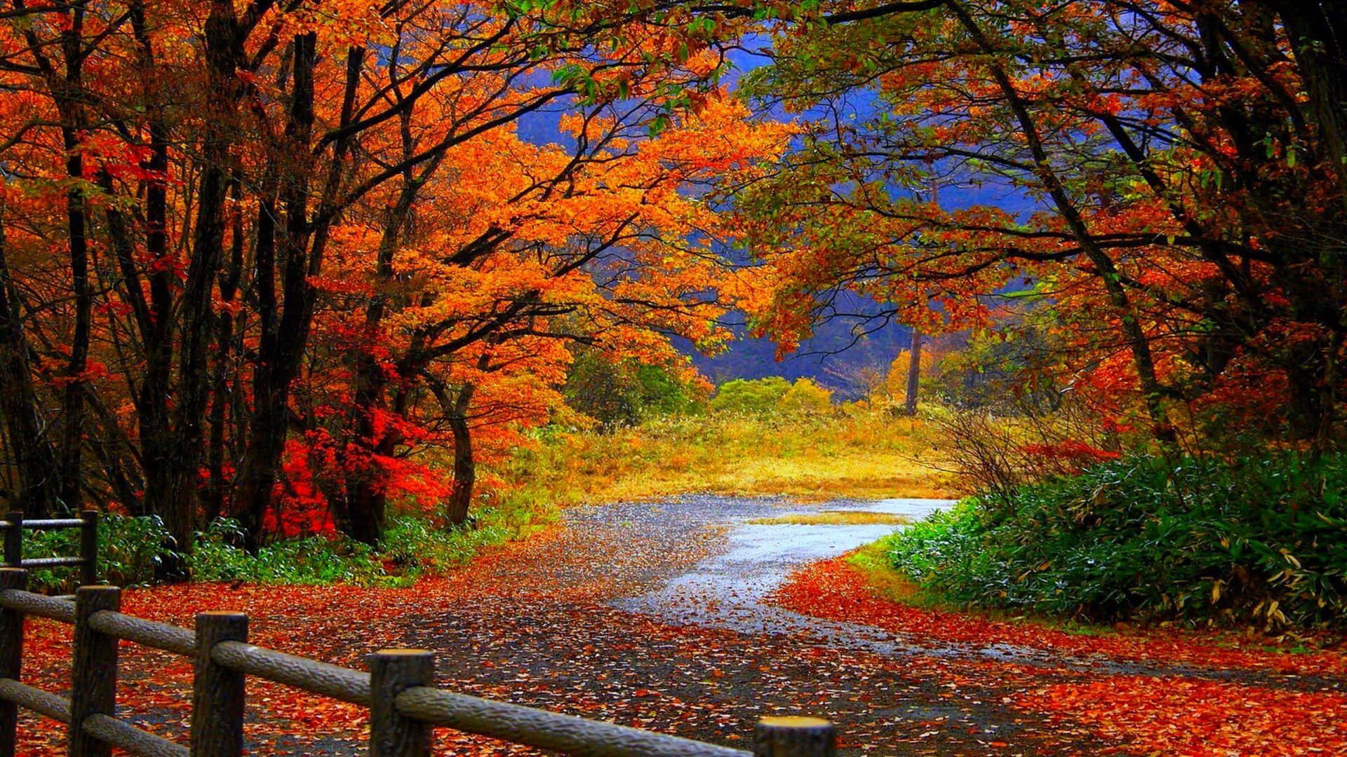 Trail With Leaves Fall Computer Background