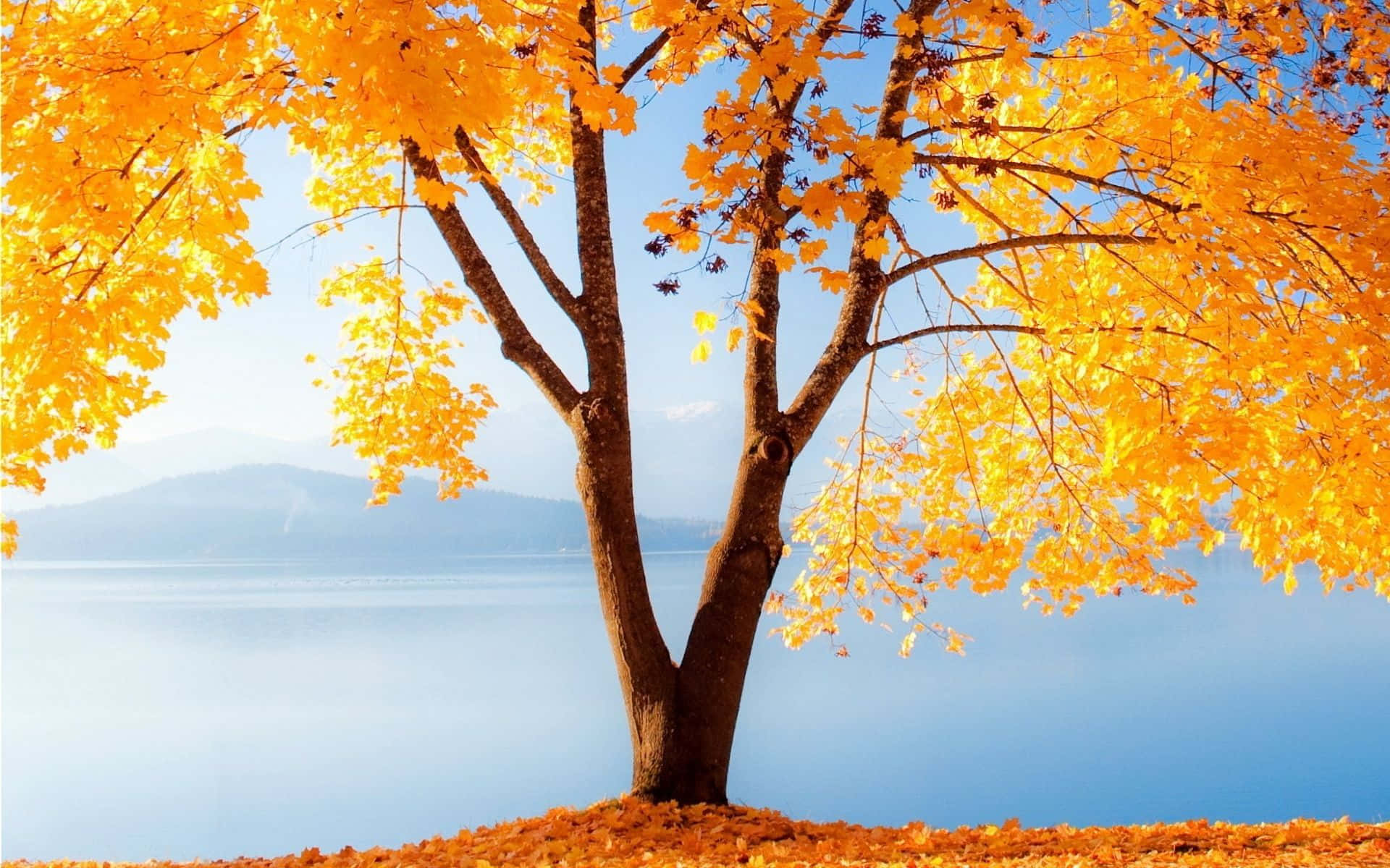 Tree With Golden Leaves Fall Computer Background