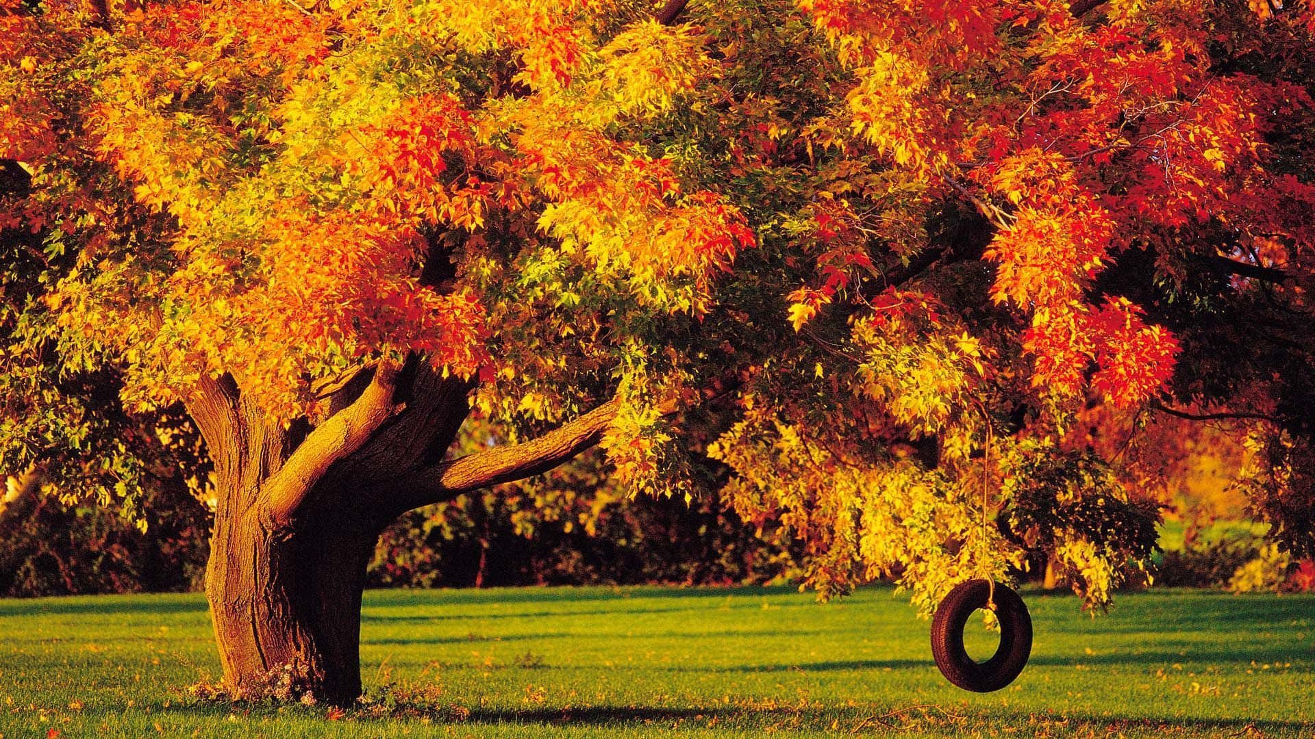 Genießedie Schönheit Des Herbstes Mit Diesem Atemberaubenden Desktop-hintergrund.