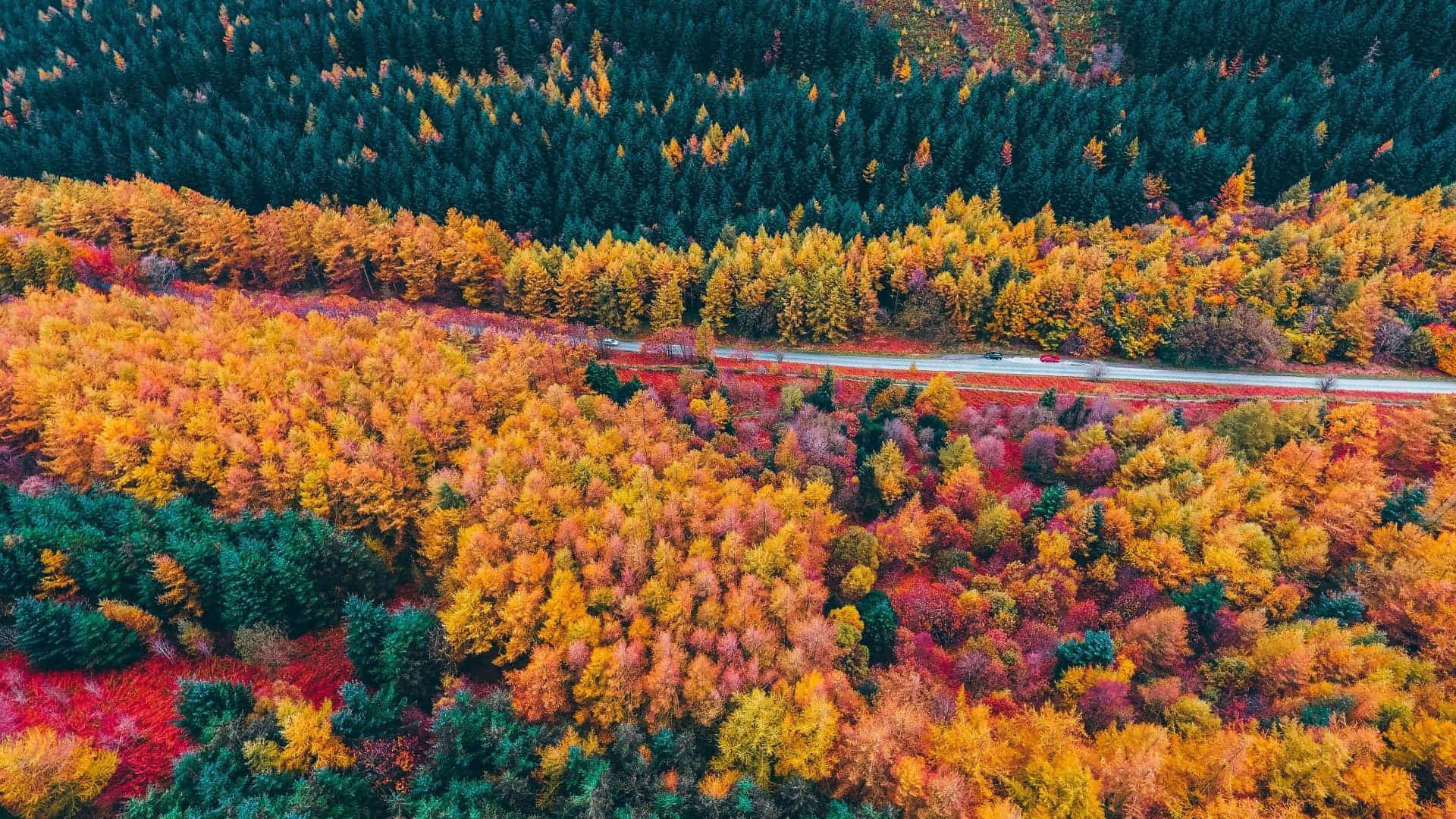 Experience the beauty of Fall from the comfort of your desktop.