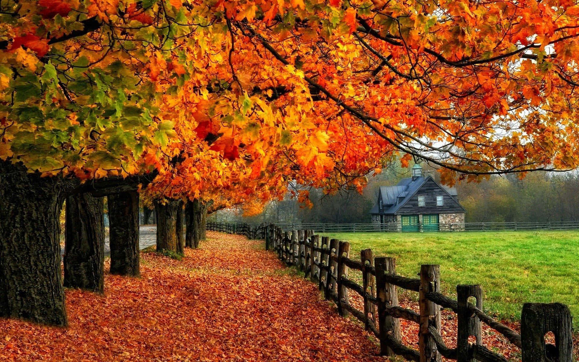 Autumn Wallpapers Hd - Hd Wallpapers
