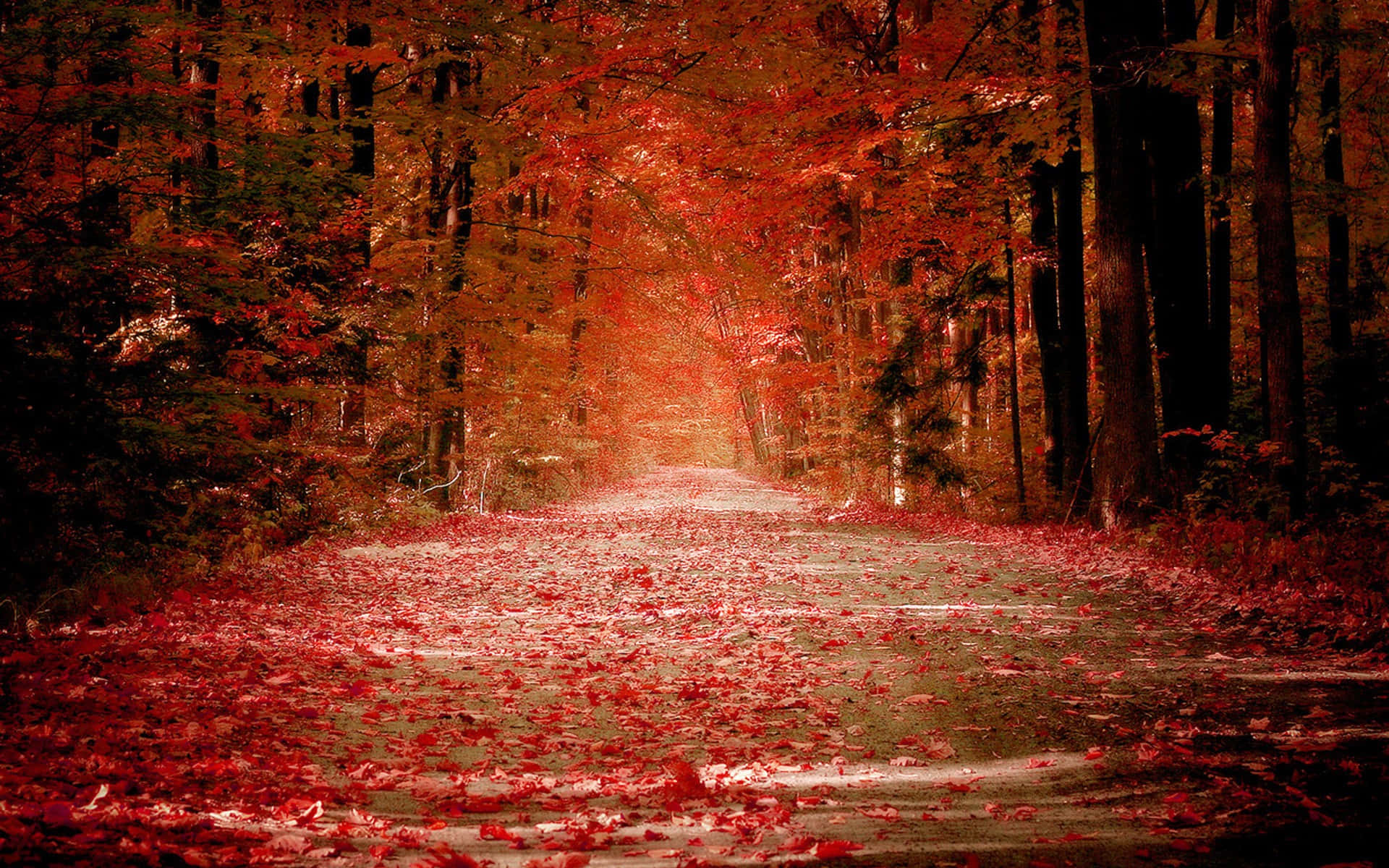 Enjoy the beauty of fall leaves with this stunning wallpaper