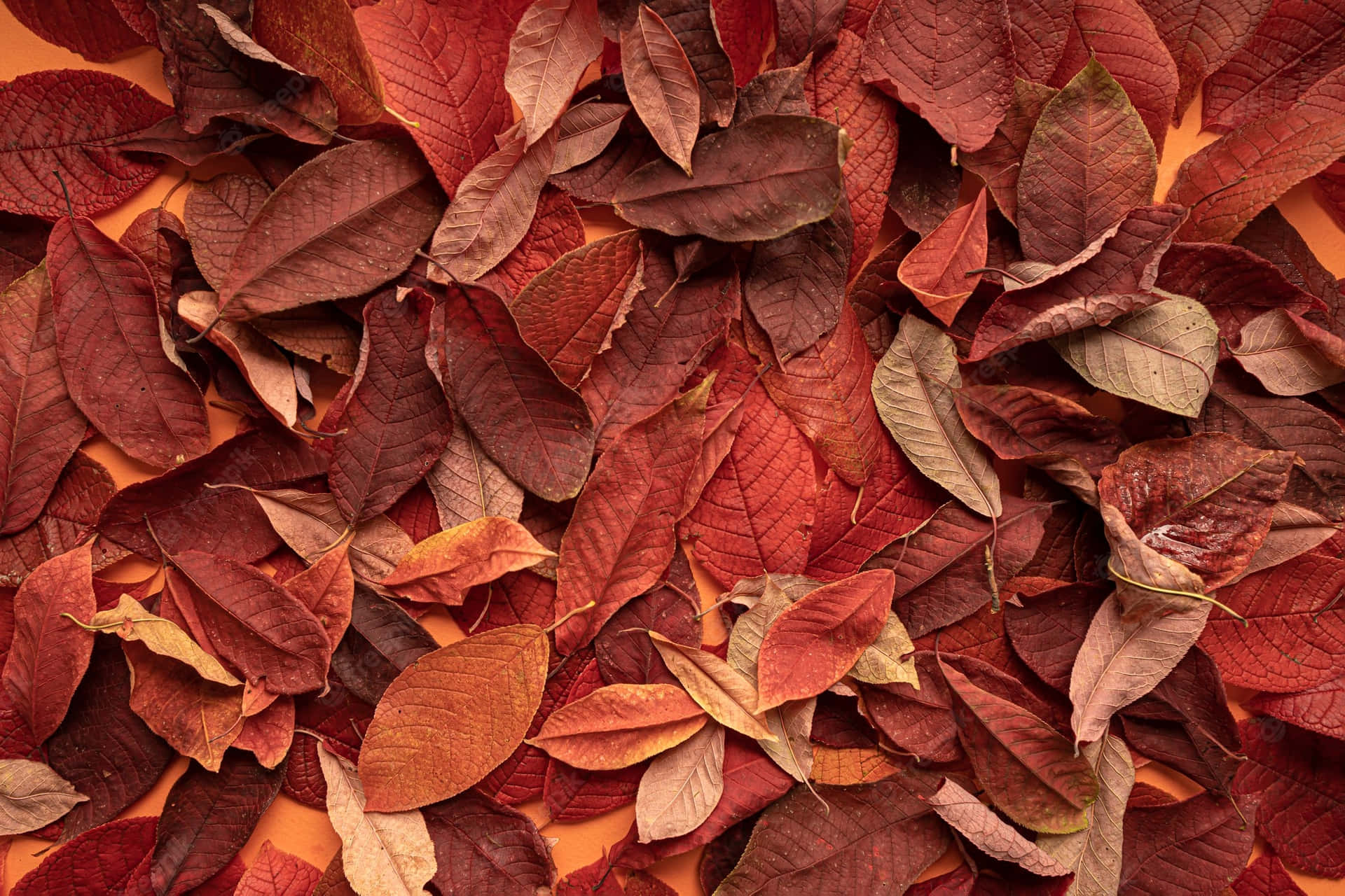 Goditii Colori Dell'autunno E La Nuova Stagione Con Questo Elegante Sfondo Per Il Desktop.