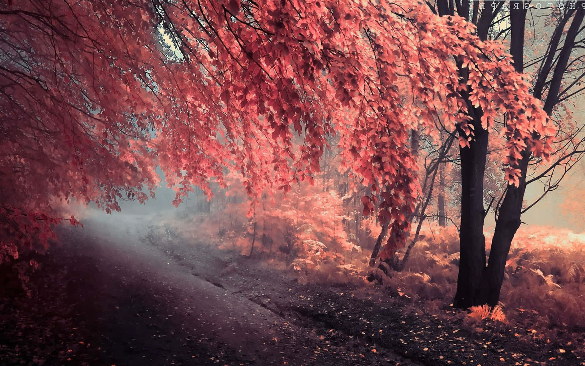 Einroter Baum Im Nebel