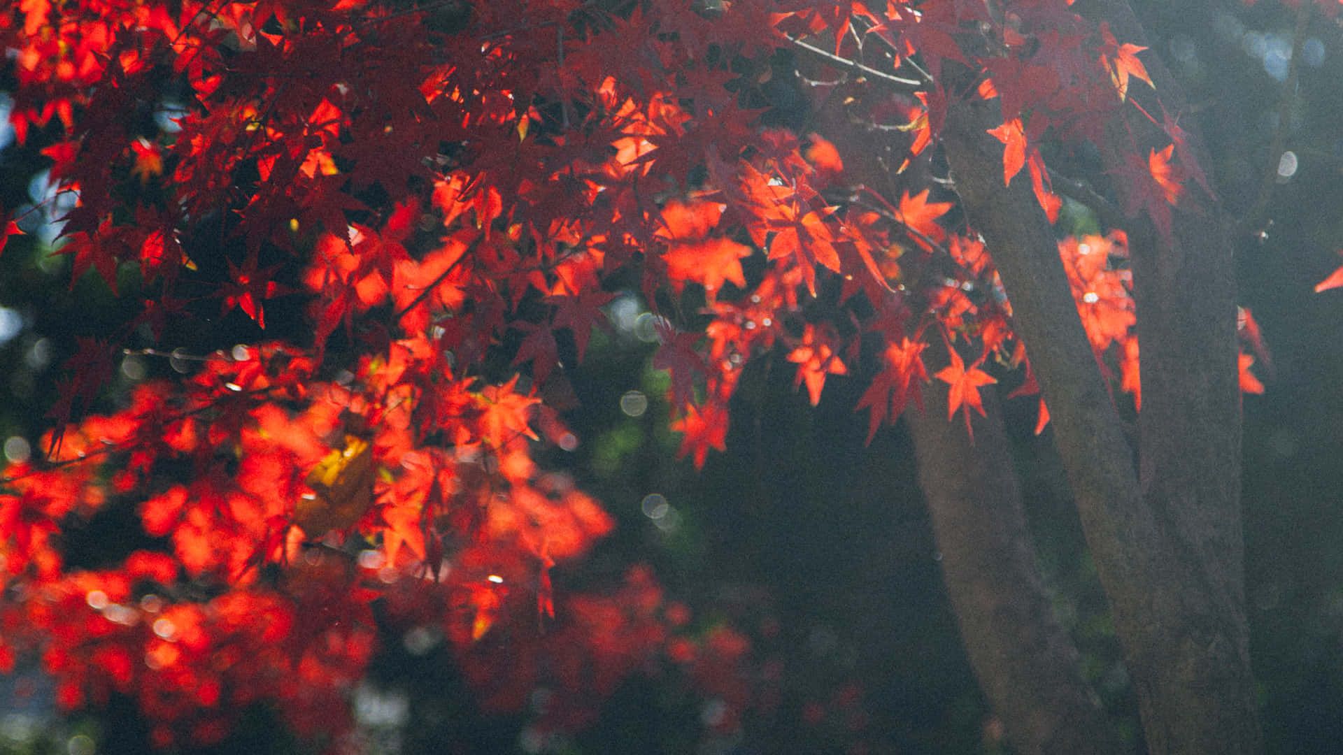 Celebrate the Charm of Fall with this Desktop Background