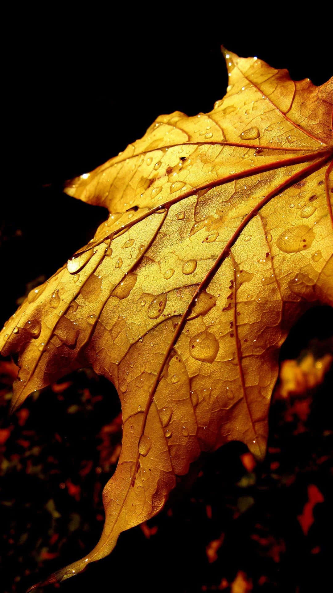Autumn Morning Dew Wallpaper