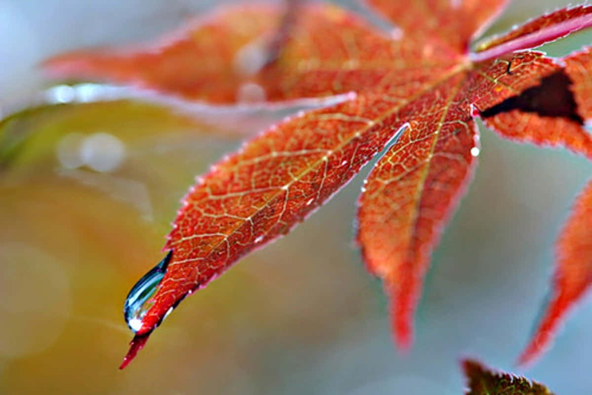 Fall Dew on Vibrant Leaves Wallpaper