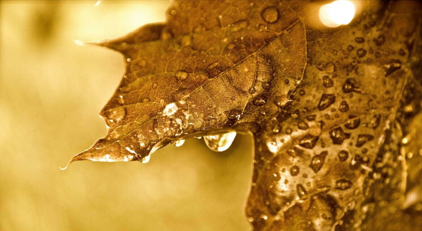 Fall Dew Morning - Dewdrops on autumn leaves Wallpaper