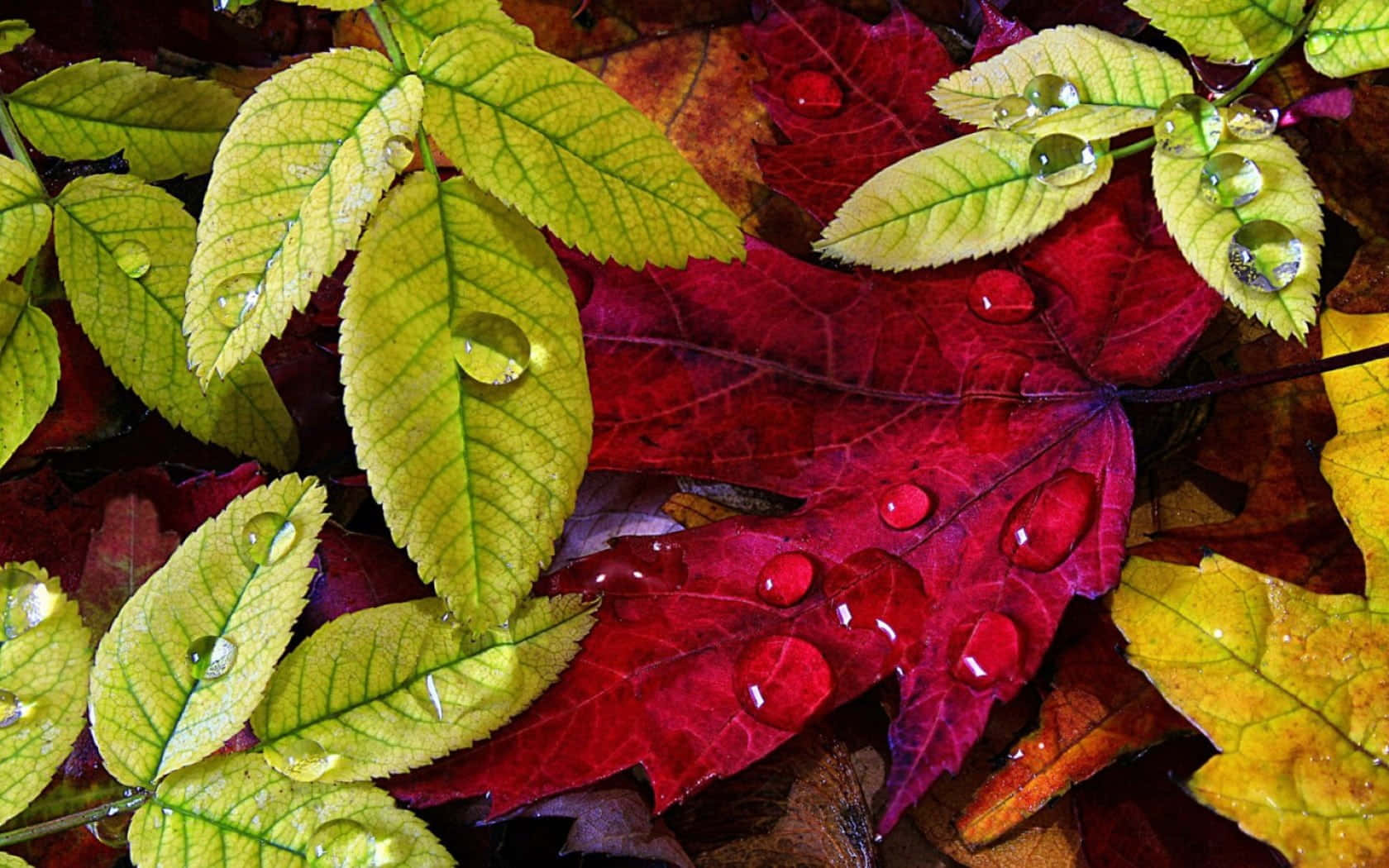 Beautiful Fall Dew on Vibrant Leaves Wallpaper