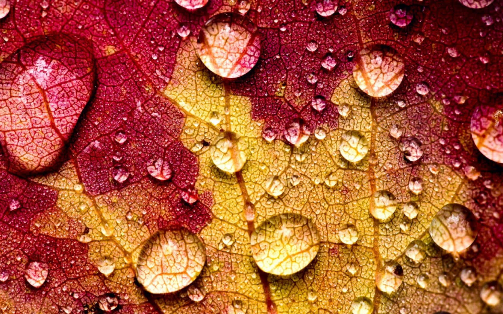 Fall Dew on Colorful Leaves Wallpaper