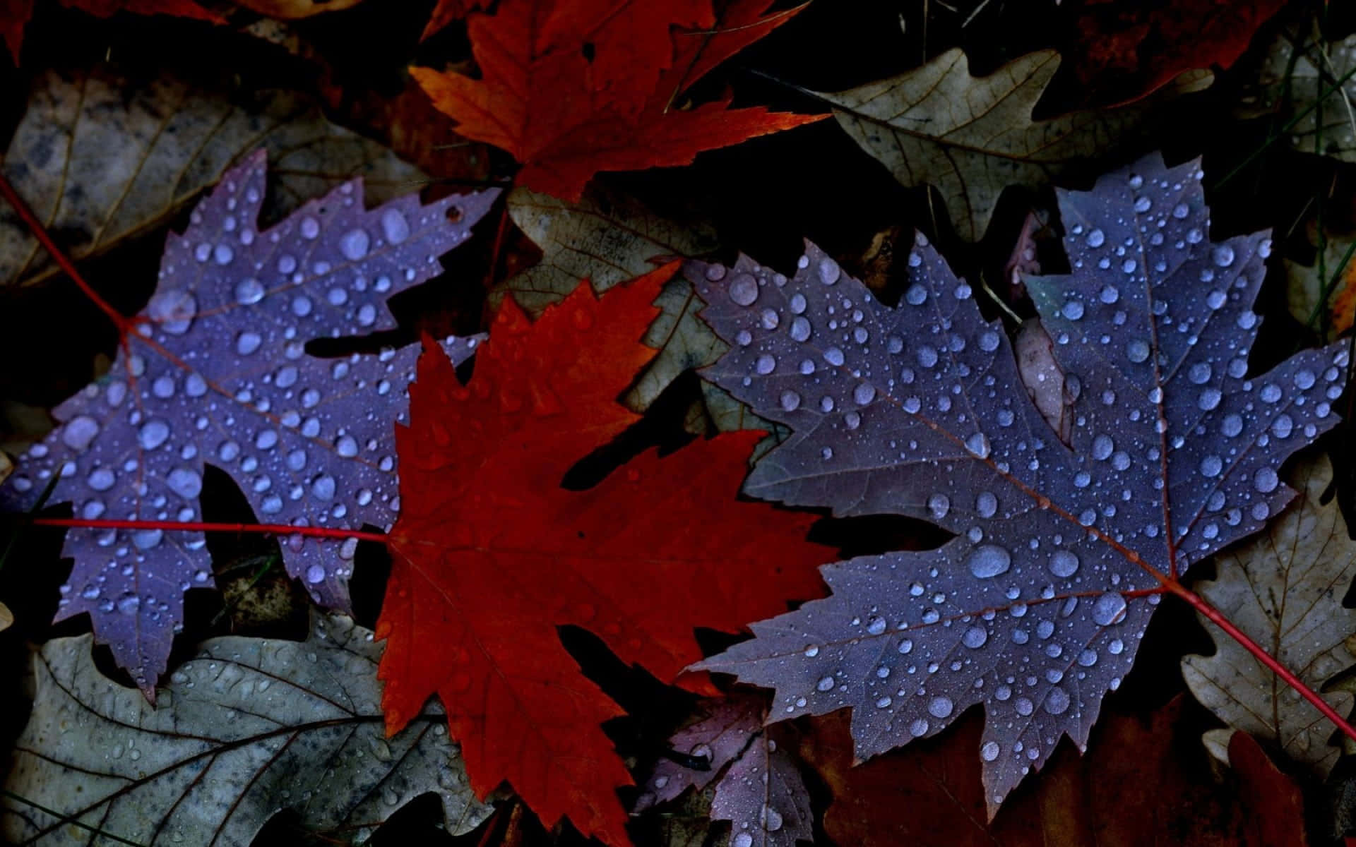 Enchanting fall dew on vibrant leaves Wallpaper