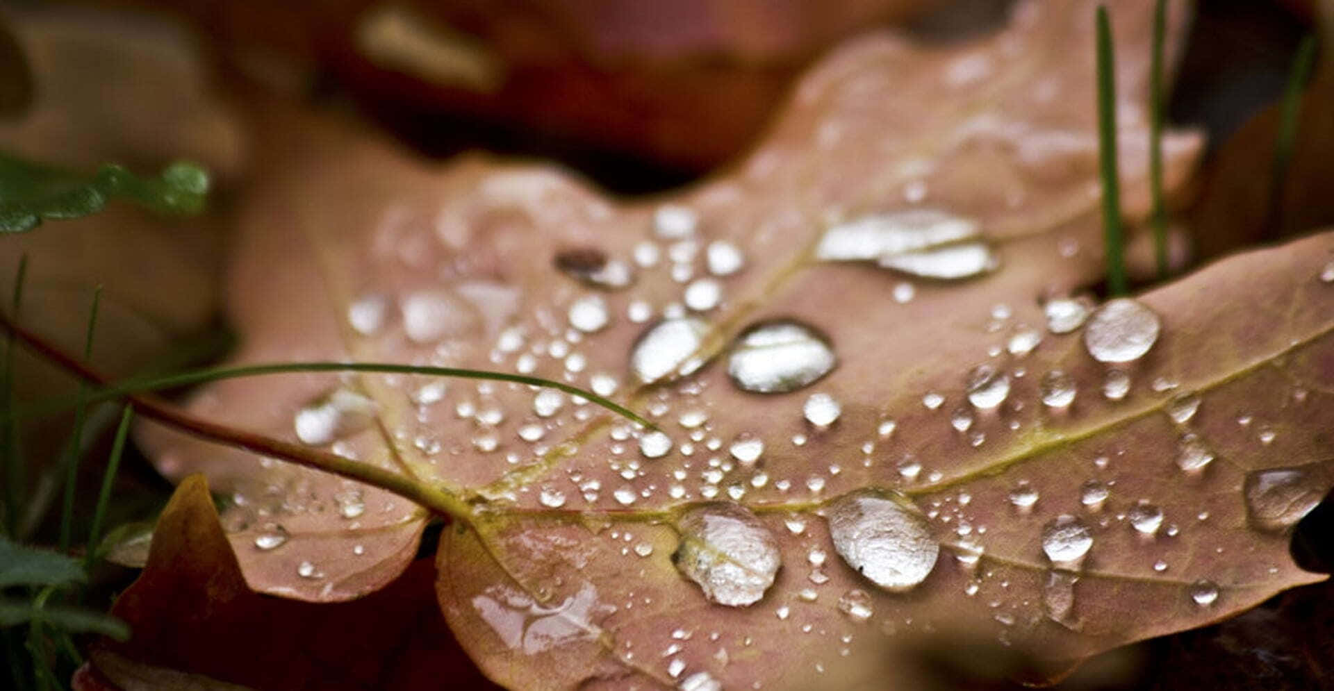 Golden Fall Dew Drops in Vibrant Nature Wallpaper
