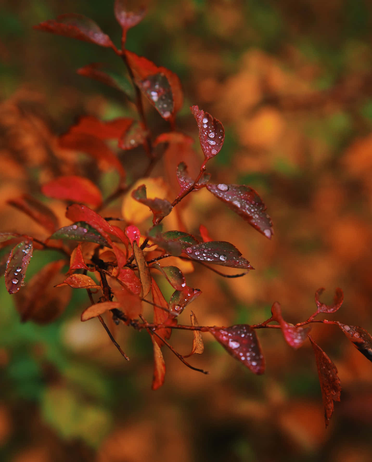 Caption: Refreshing Fall Dew on Colorful Leaves Wallpaper