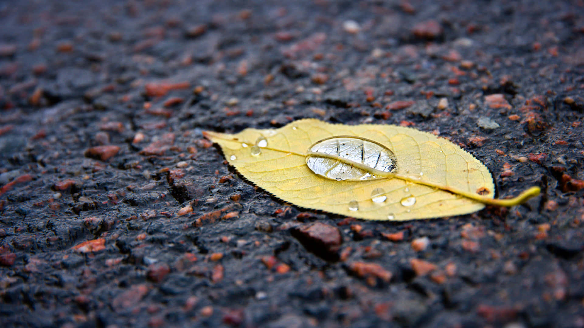 Stunning Fall Dew on Colorful Autumn Leaves Wallpaper