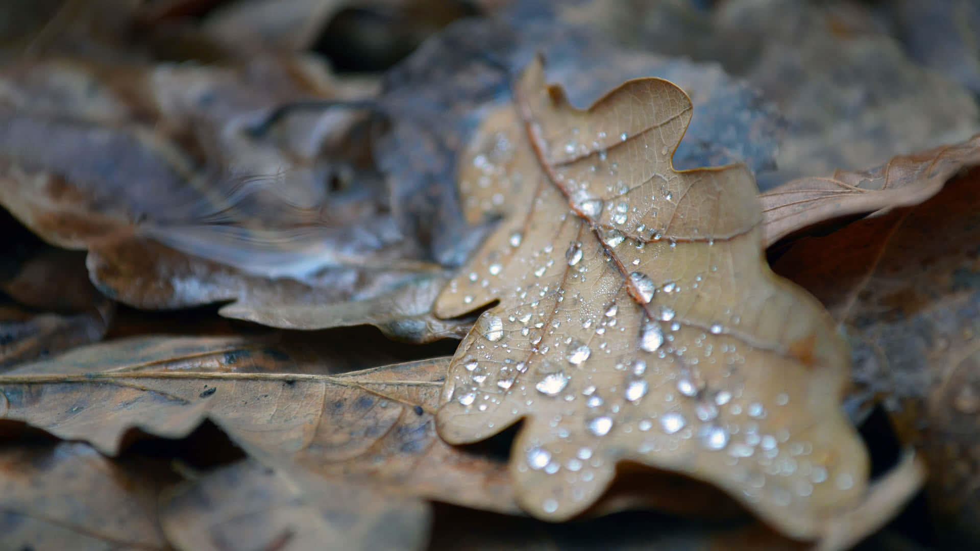 Enchanting Fall Dew on Vibrant Leaves Wallpaper