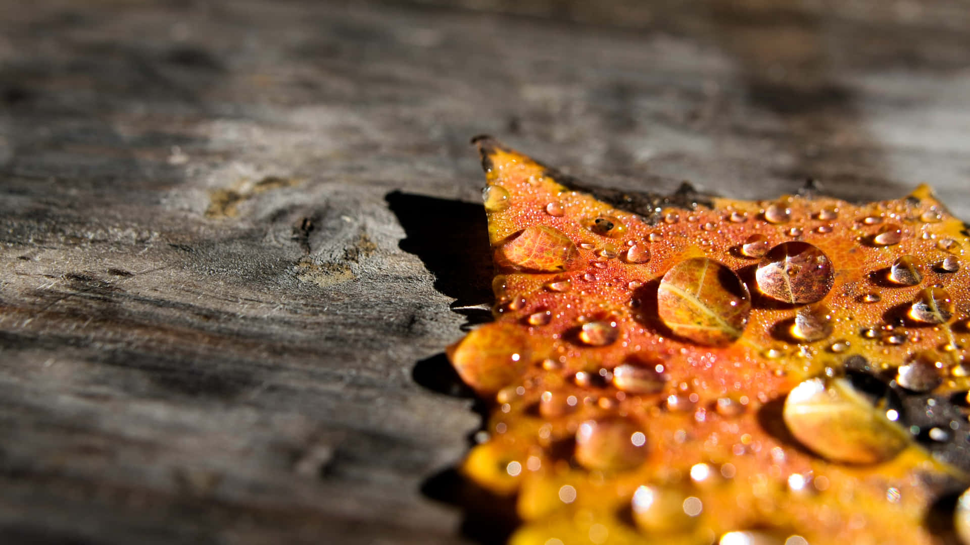 Fall Dew on Colorful Leaves Wallpaper