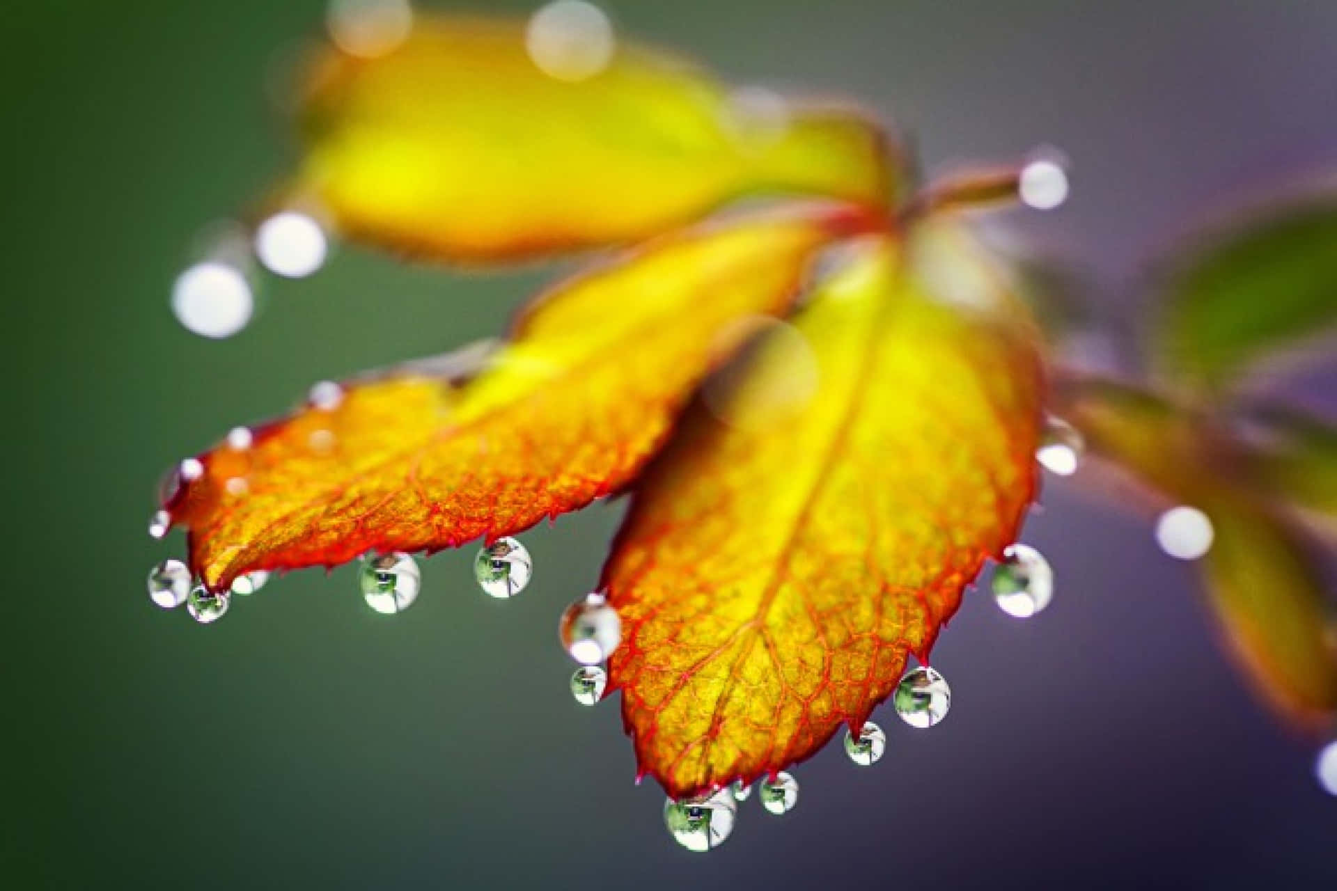 Fall Dew on Vibrant Autumn Leaves Wallpaper