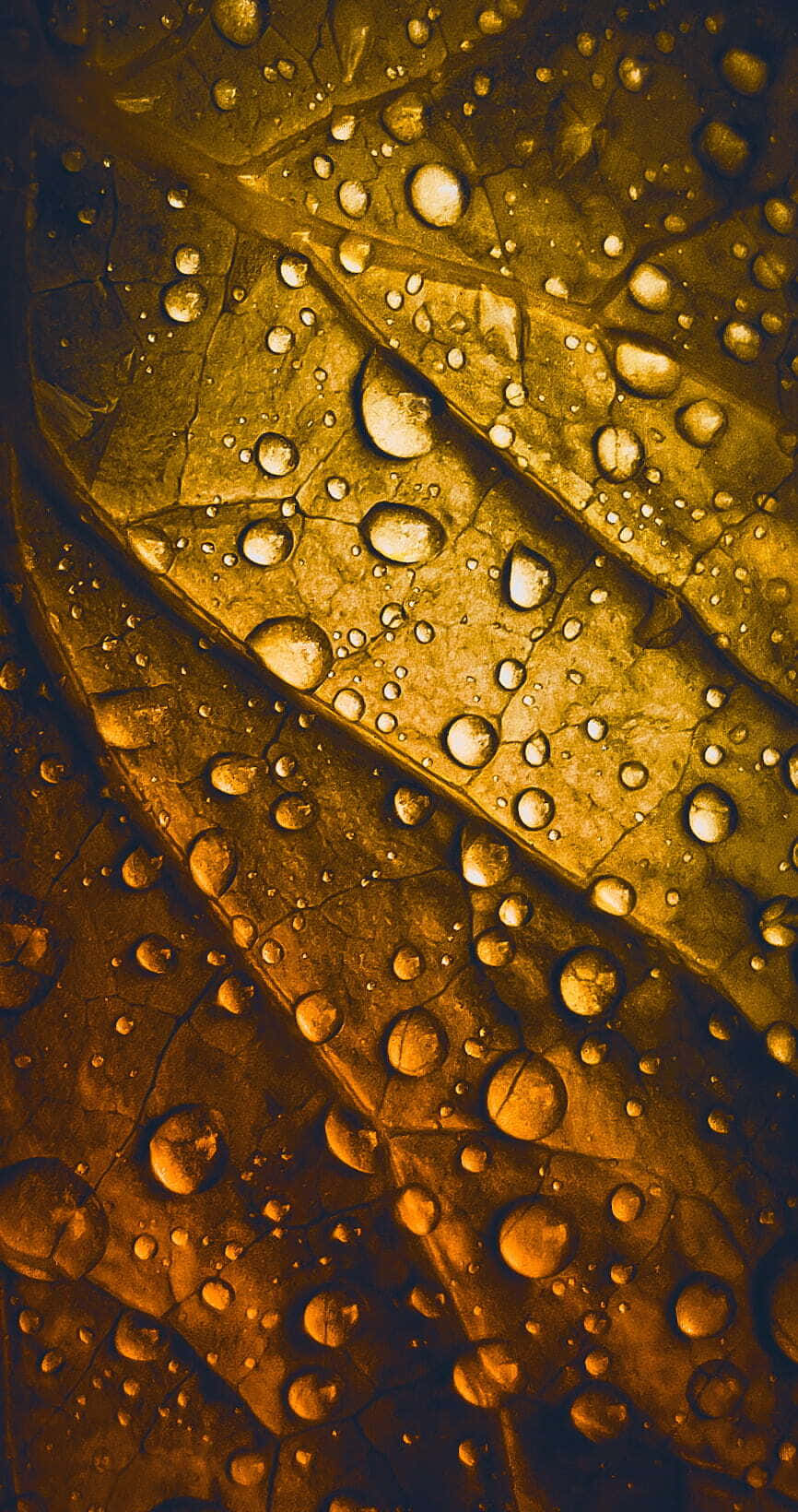 Fresh Fall Dew on Vibrant Leaves Wallpaper