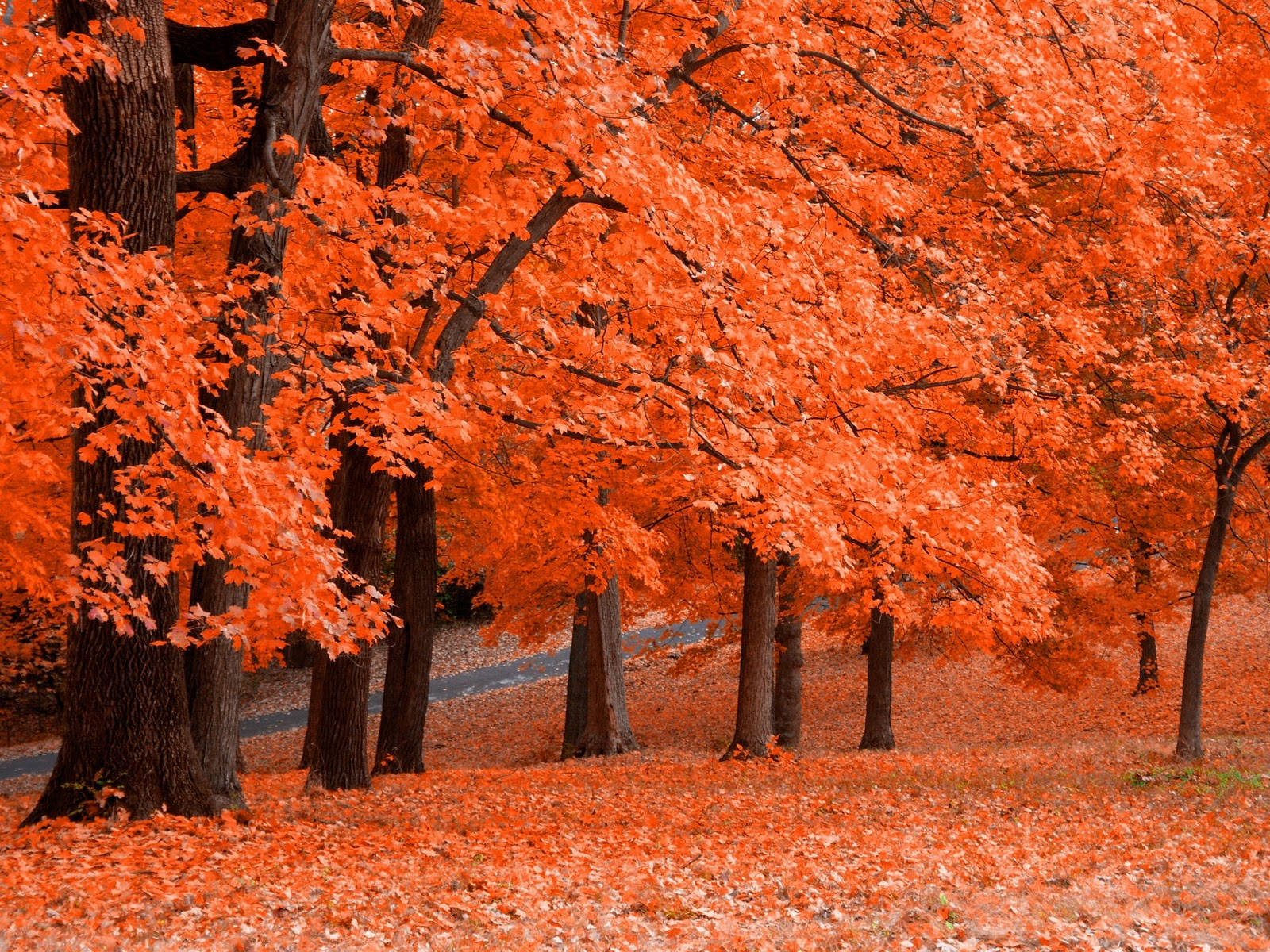 Enjoy The Beautiful Autumn Colors At A Fall Farm Wallpaper