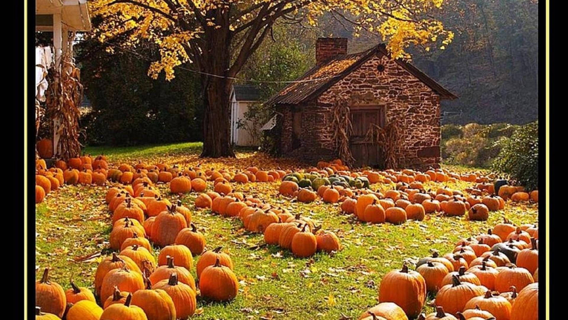 Fall Farm Orange Pumpkin Barn House Wallpaper