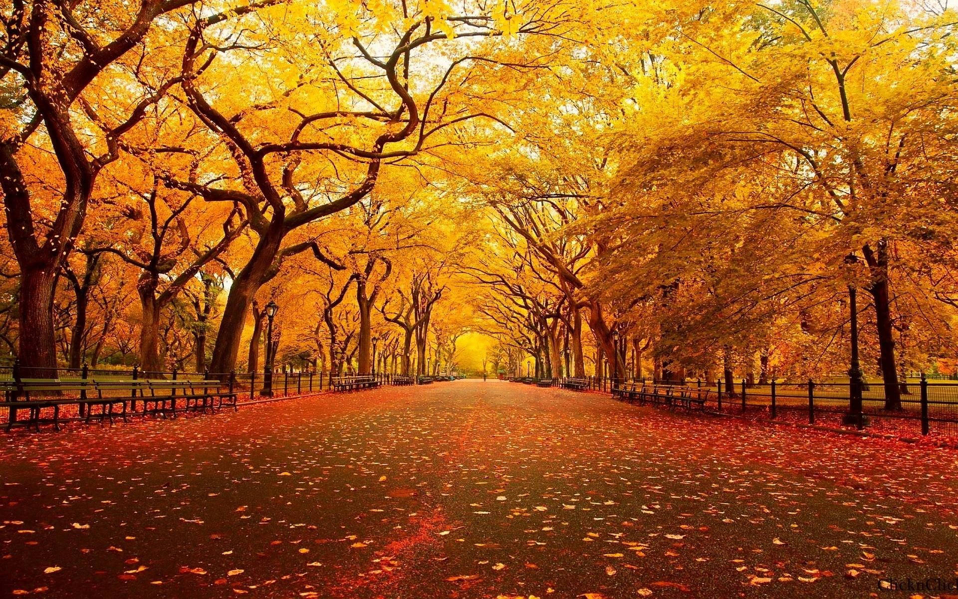 Fall Farm Orange Road Trees Wallpaper