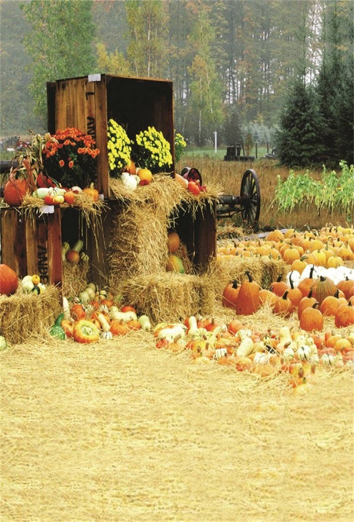 Fall Farm Pumpkin House Wallpaper