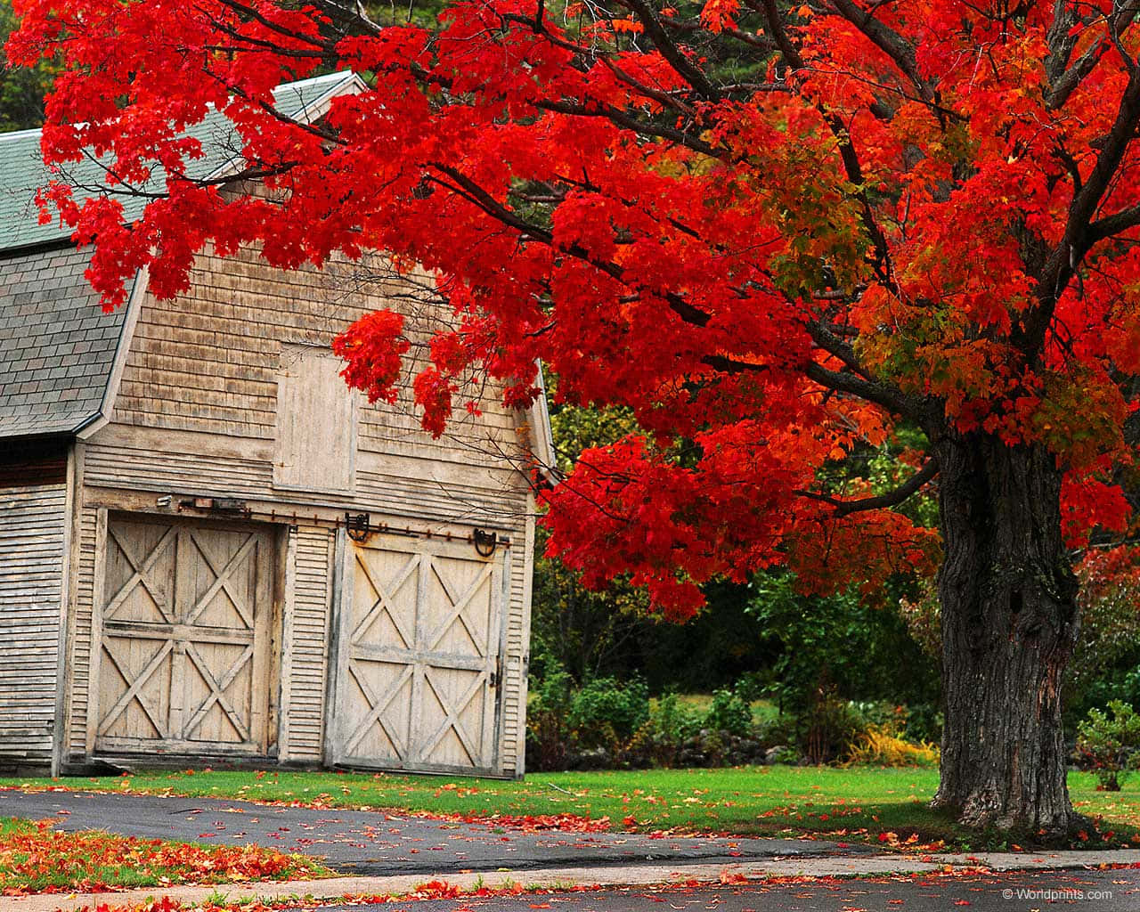Beautiful Fall Farmhouse Surrounded by Autumn Foliage Wallpaper