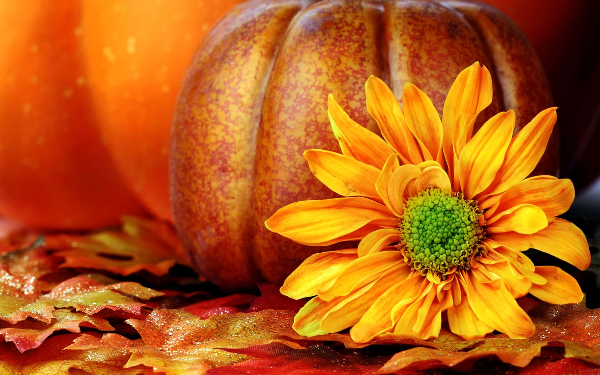 Vibrant Fall Festival Celebration Wallpaper