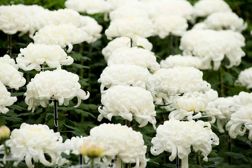 Betoverende Herfstbloemen In Volle Bloei Achtergrond