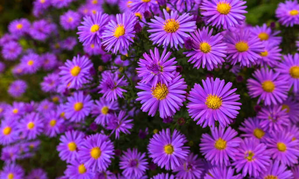 Floresde Otoño En Plena Floración Fondo de pantalla