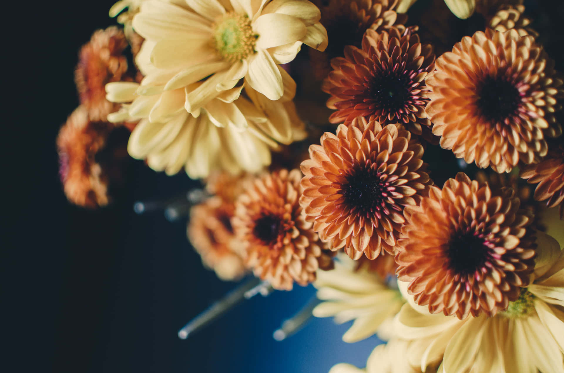Floresvibrantes De Otoño En Plena Floración Fondo de pantalla