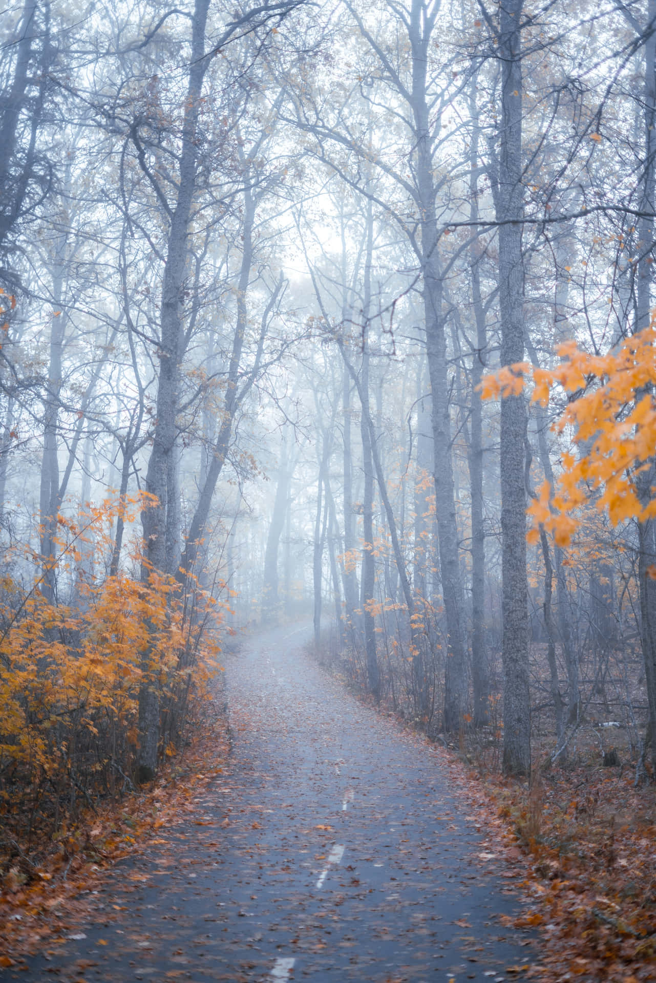 Enchanting Fall Fog Over a Forest Valley Wallpaper